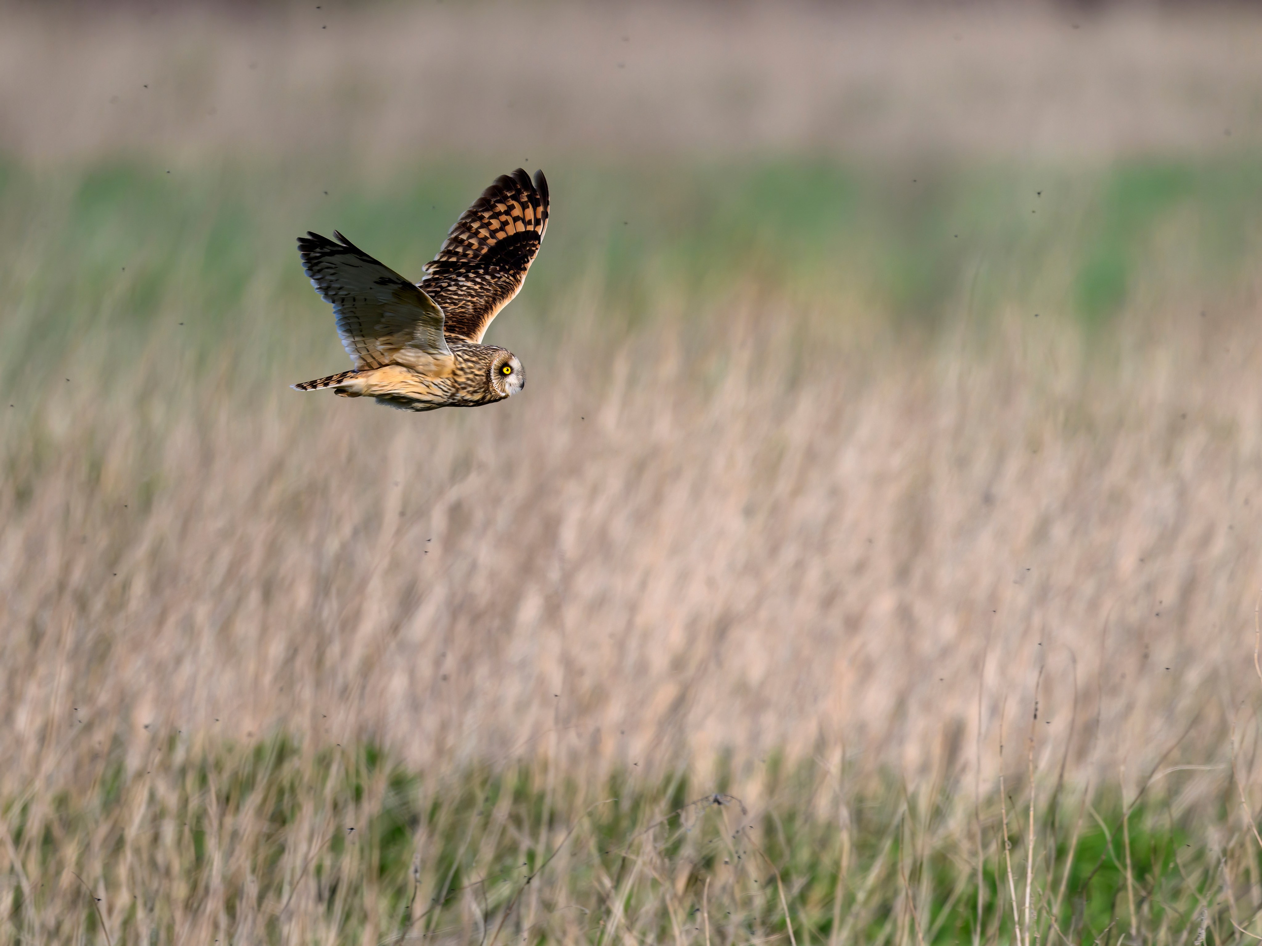 Совы играют в догонялки. Wildlife photography by Sergey Puponin