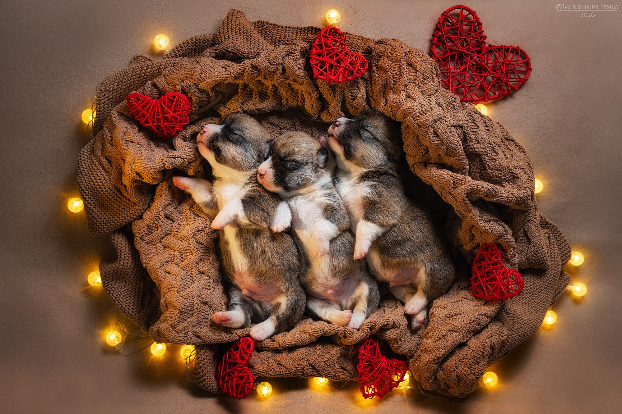 Ньюборн фотосессия щенков. Фотограф собак в Москве и Московской области Иванушкина Мария