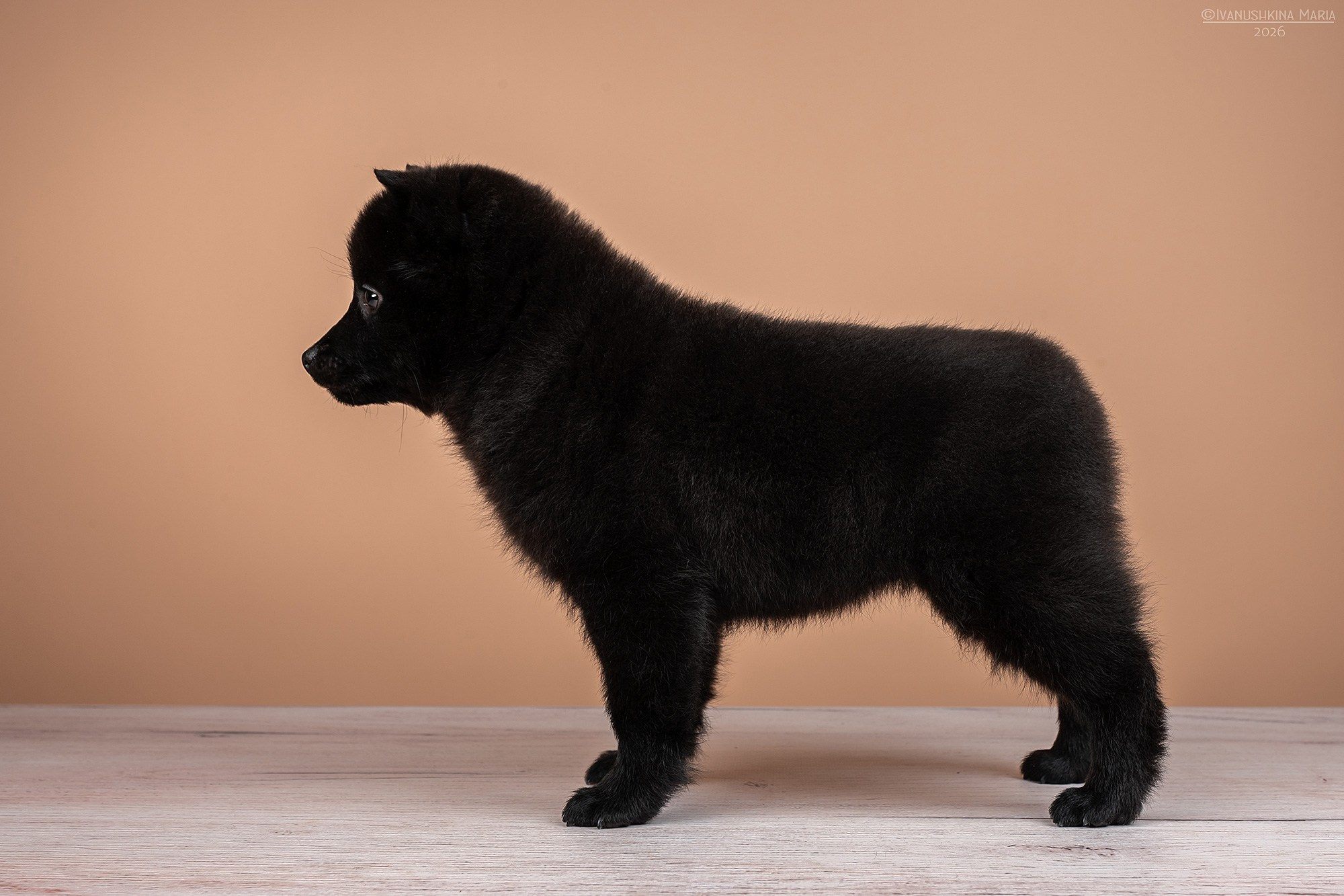 Экстерьерная фотосессия собаки. Фотограф собак в Москве и Московской области Иванушкина Мария