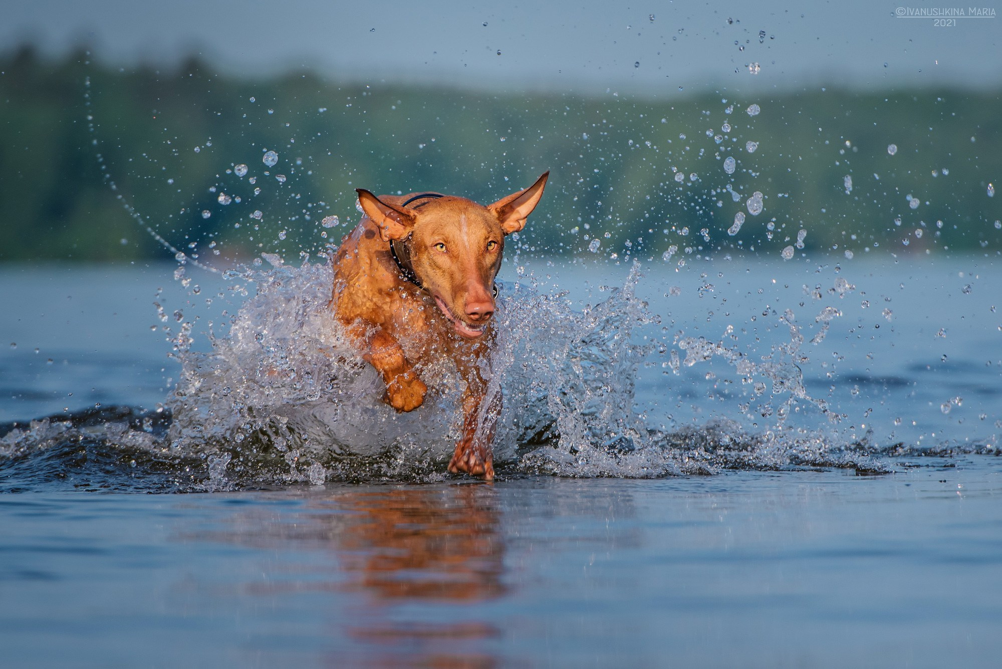 Фотограф-анималист. Фотограф собак в Москве и Московской области Иванушкина Мария