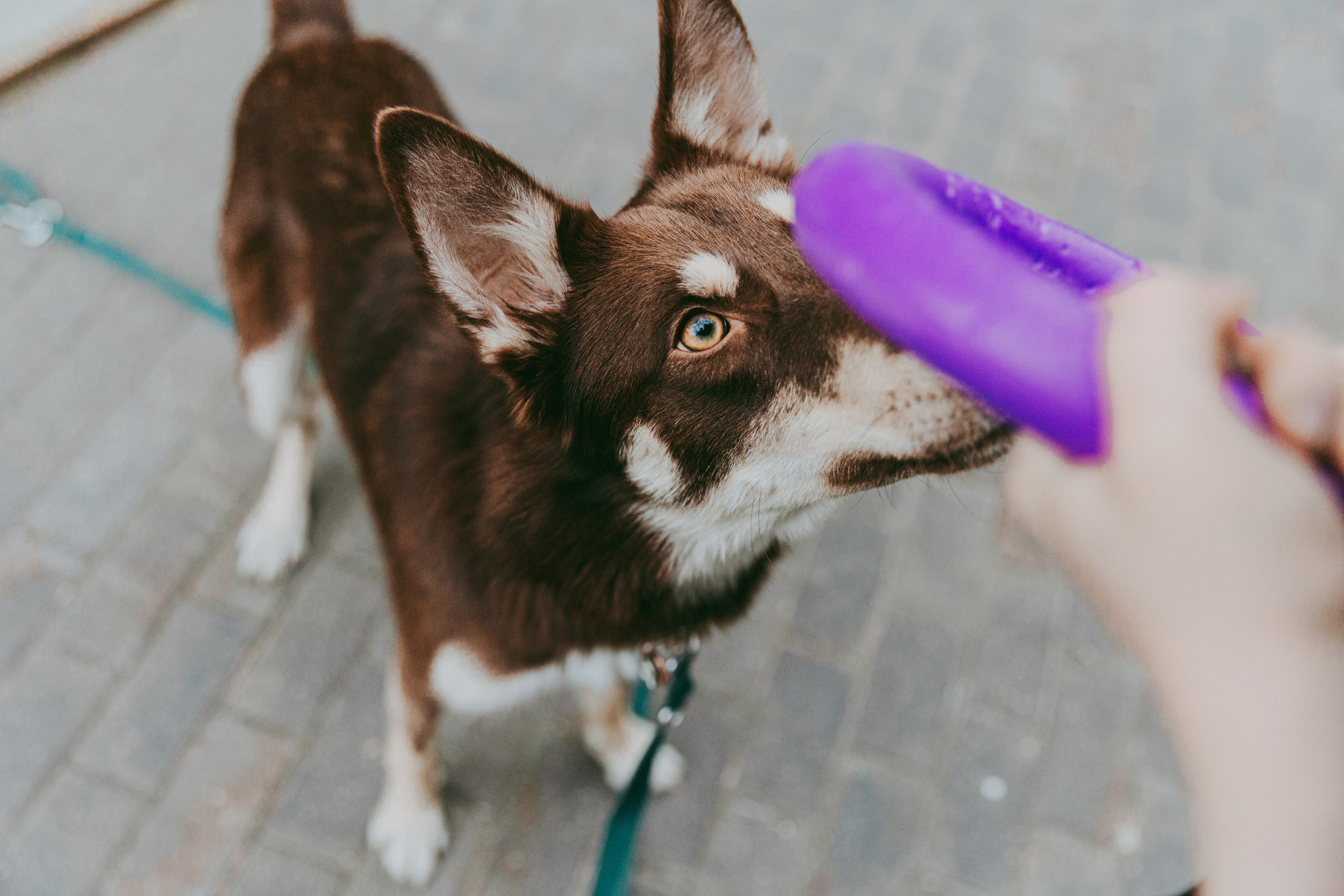 Катя и Шейла. Фотограф-анималист в Москве Соломонова Варвара