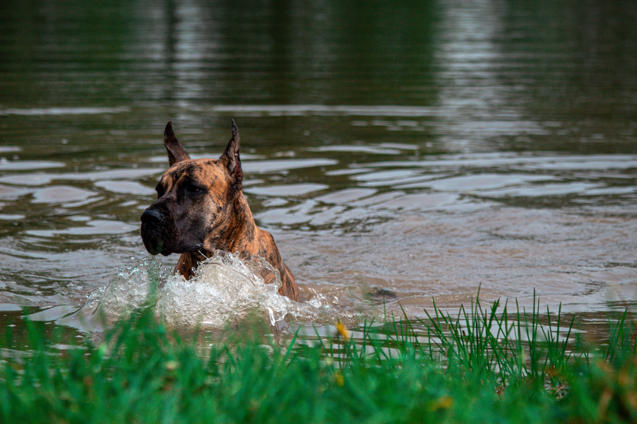 Фотосессии с животными Тула. Фотограф анималист — Тула, Москва
