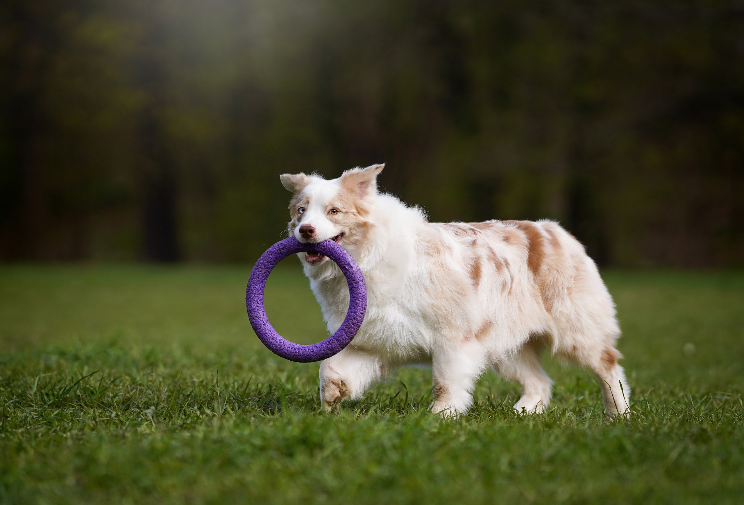 Рокки и Гермиона. Фотограф-анималист в Санкт-Петербурге Яна Мартынова