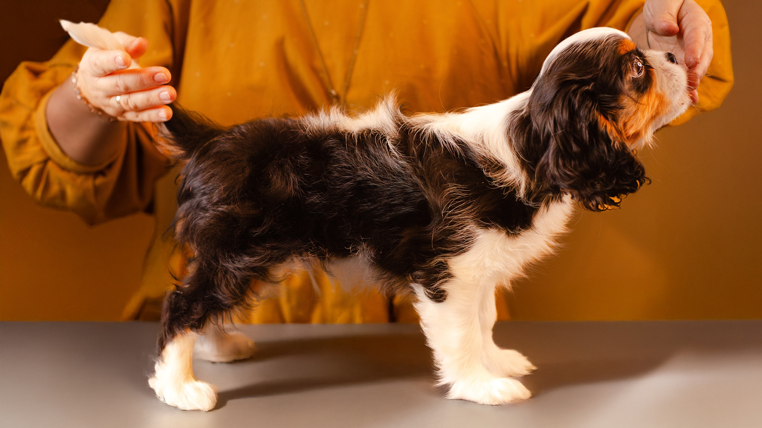 Жанна и кавалеры. Фотограф-анималист Мария Баркевич | Москва
