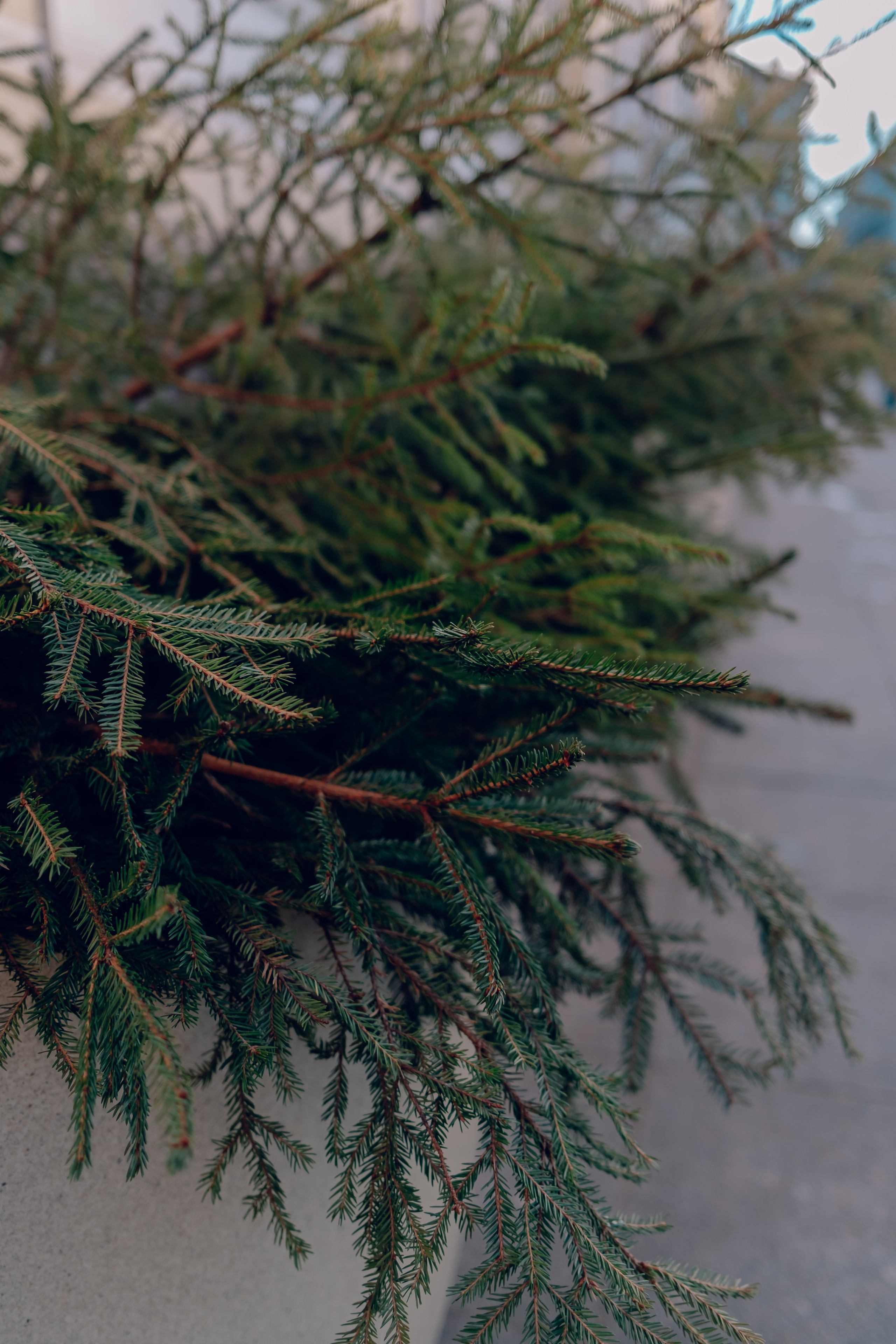 Санкт-Петербург. Аня Степанова