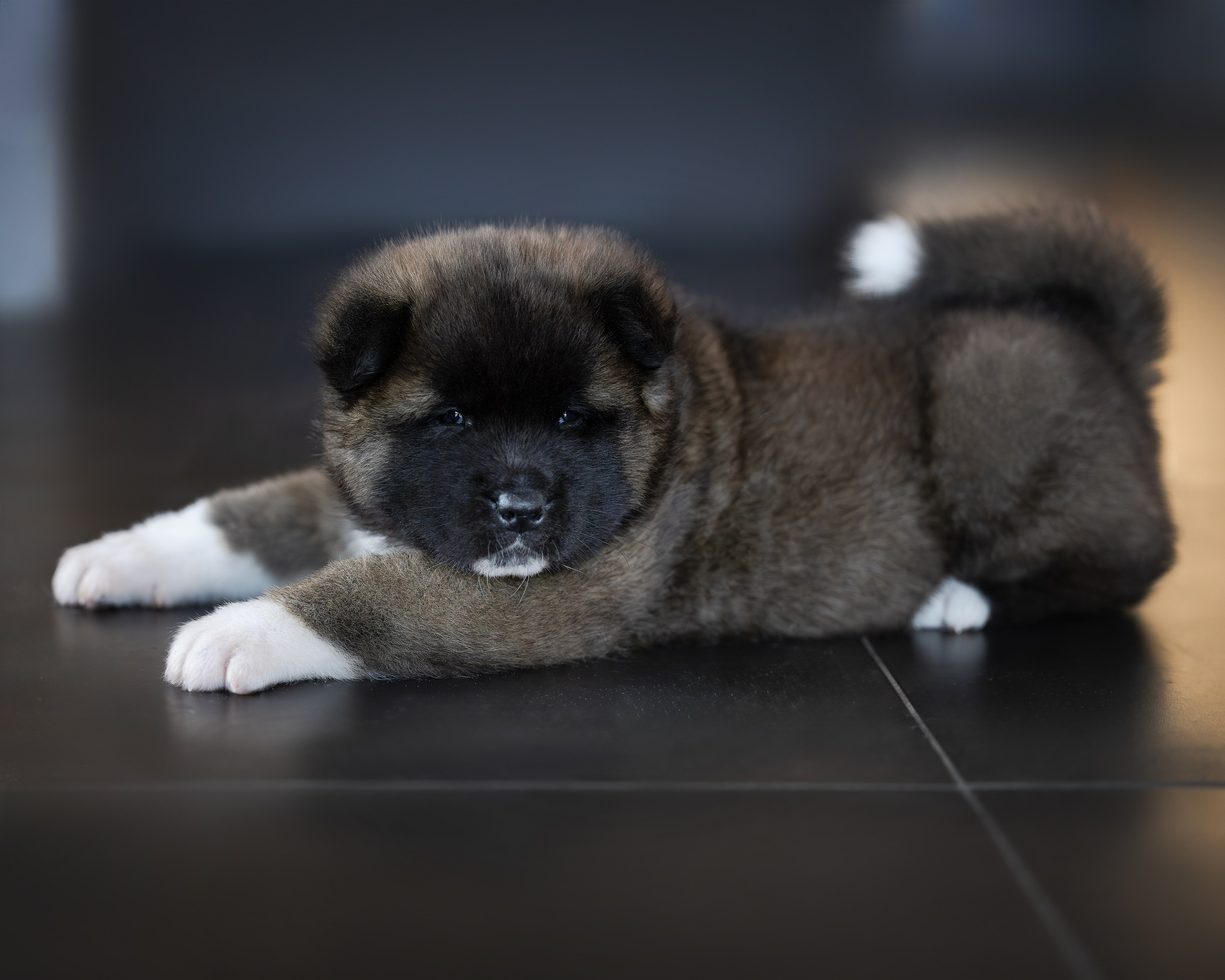 Щеночки Ам. Акиты. Главная