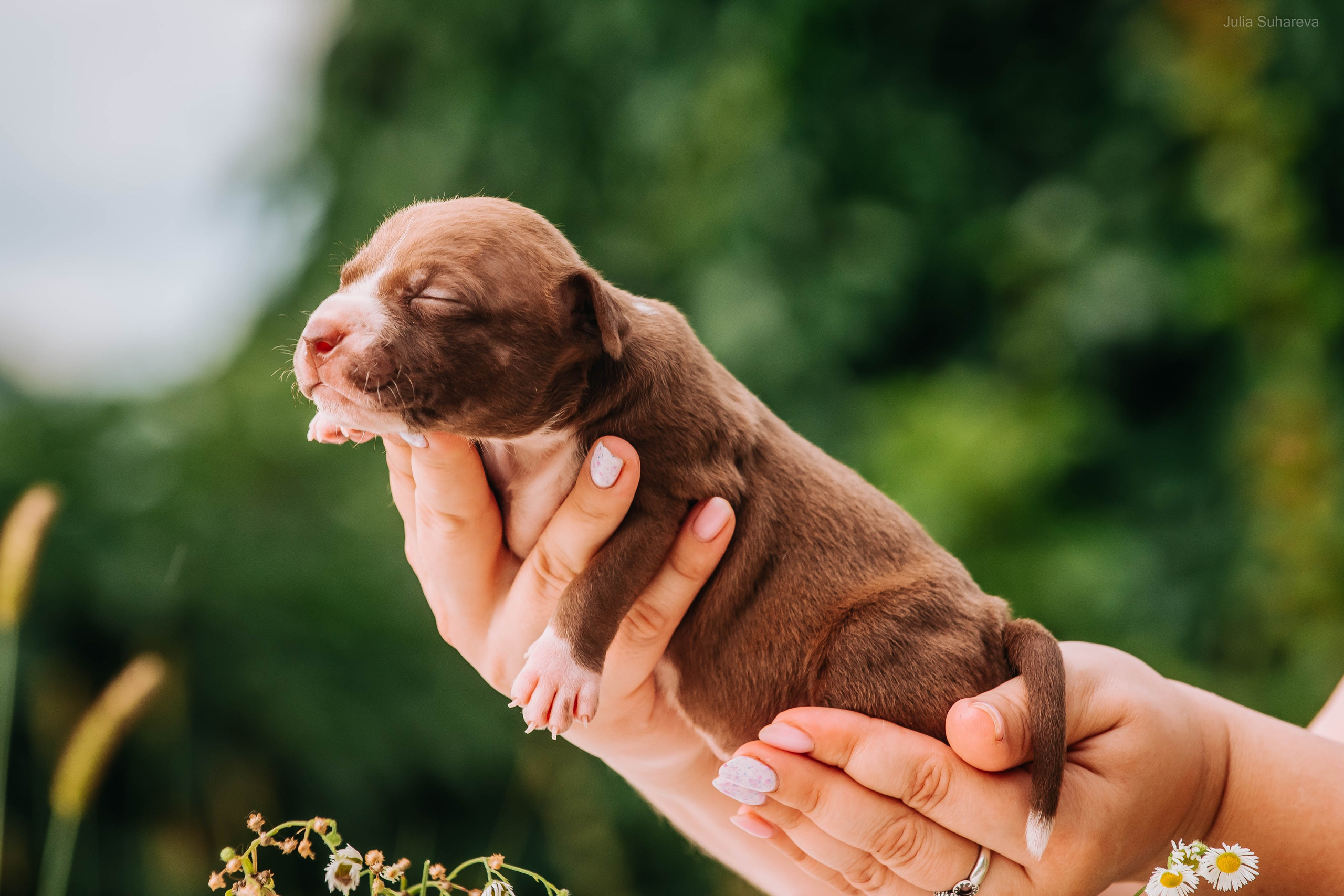 Щенки 2 недели. Главная