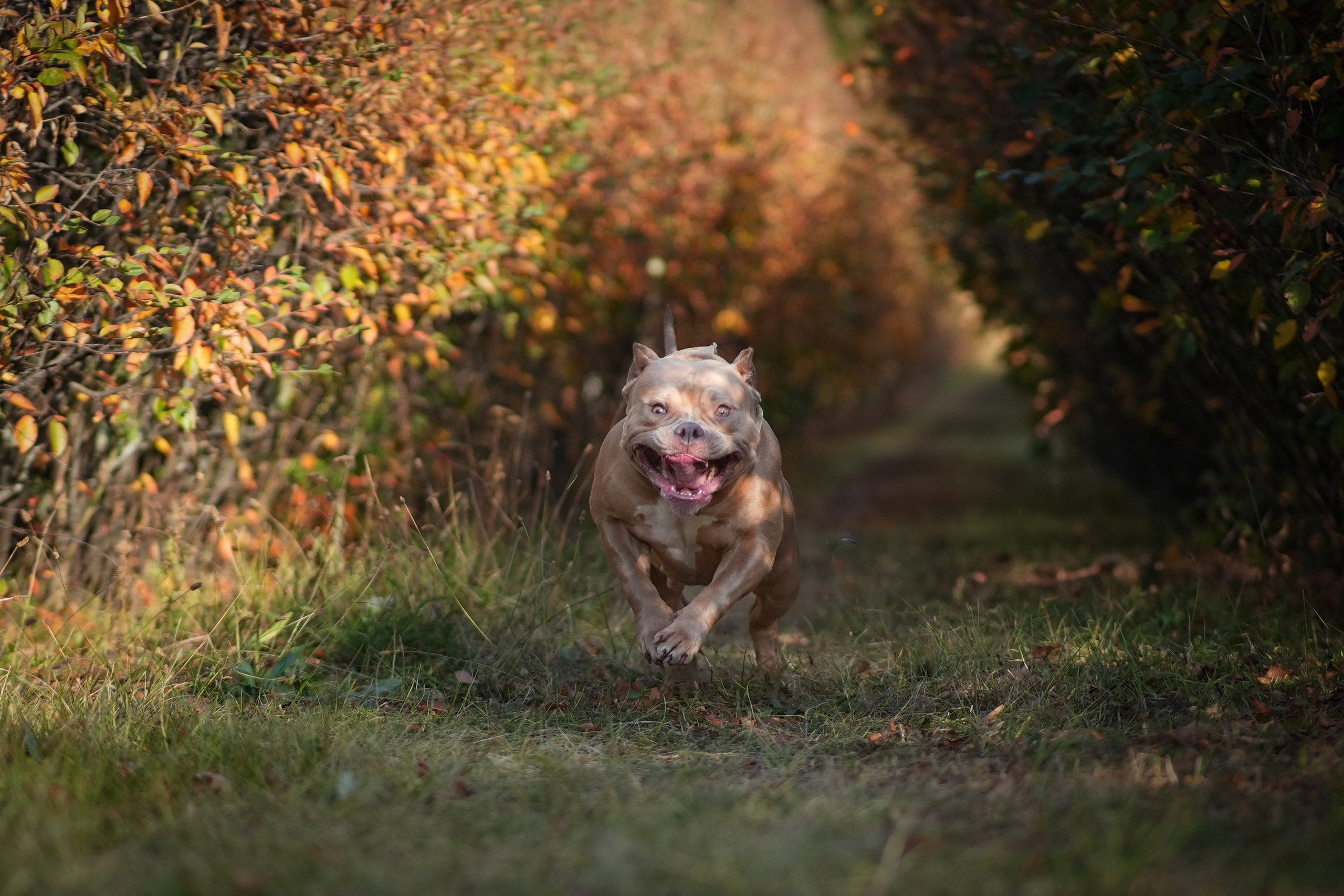 АмБулли Адель. Фотограф-анималист Асадова