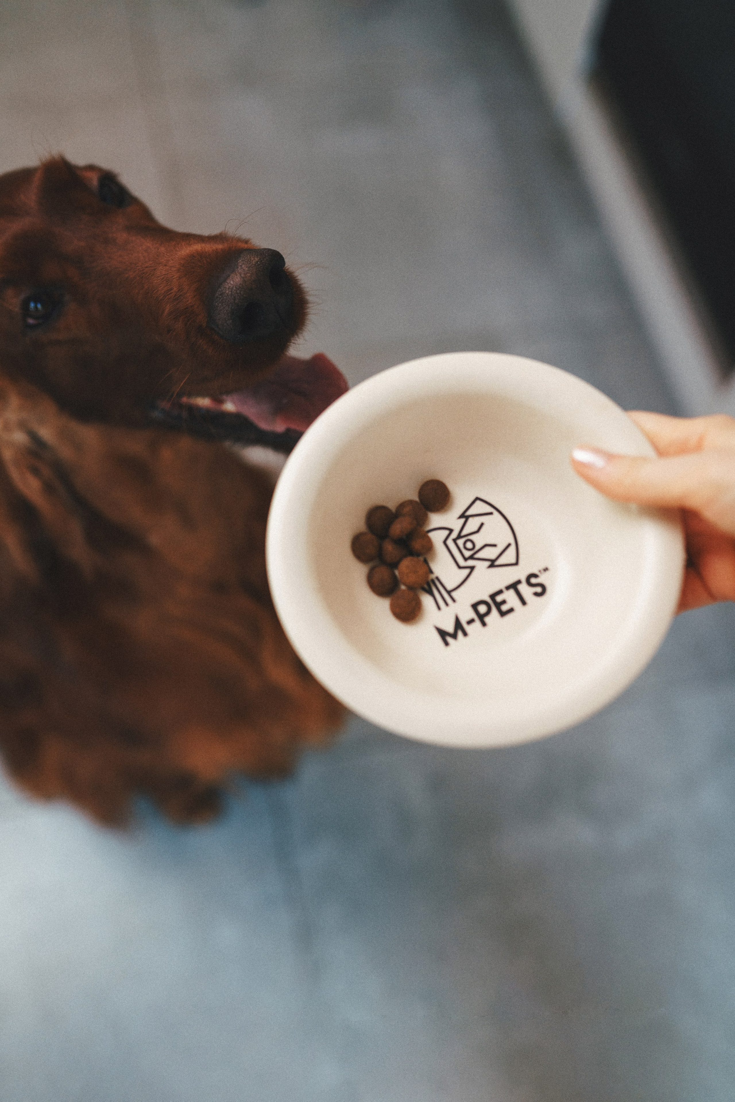 M-Pets. Фотограф анималист Осипчикова Мария