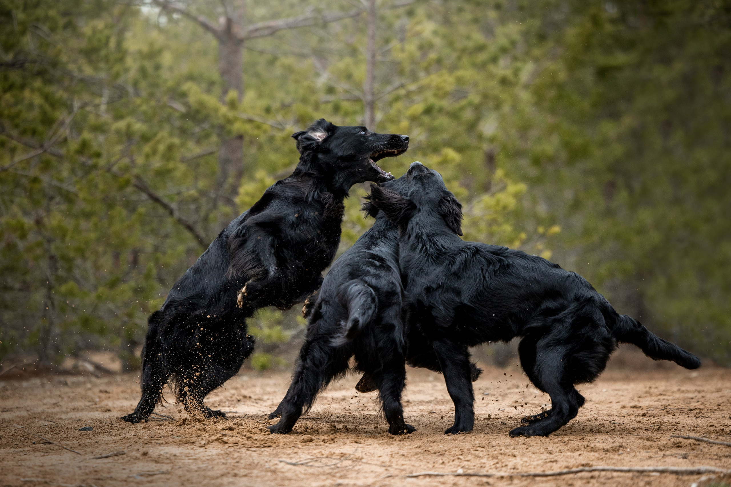 Ора, Ева, Рози и их семья. Фотограф — Анималист | Санкт-Петербург