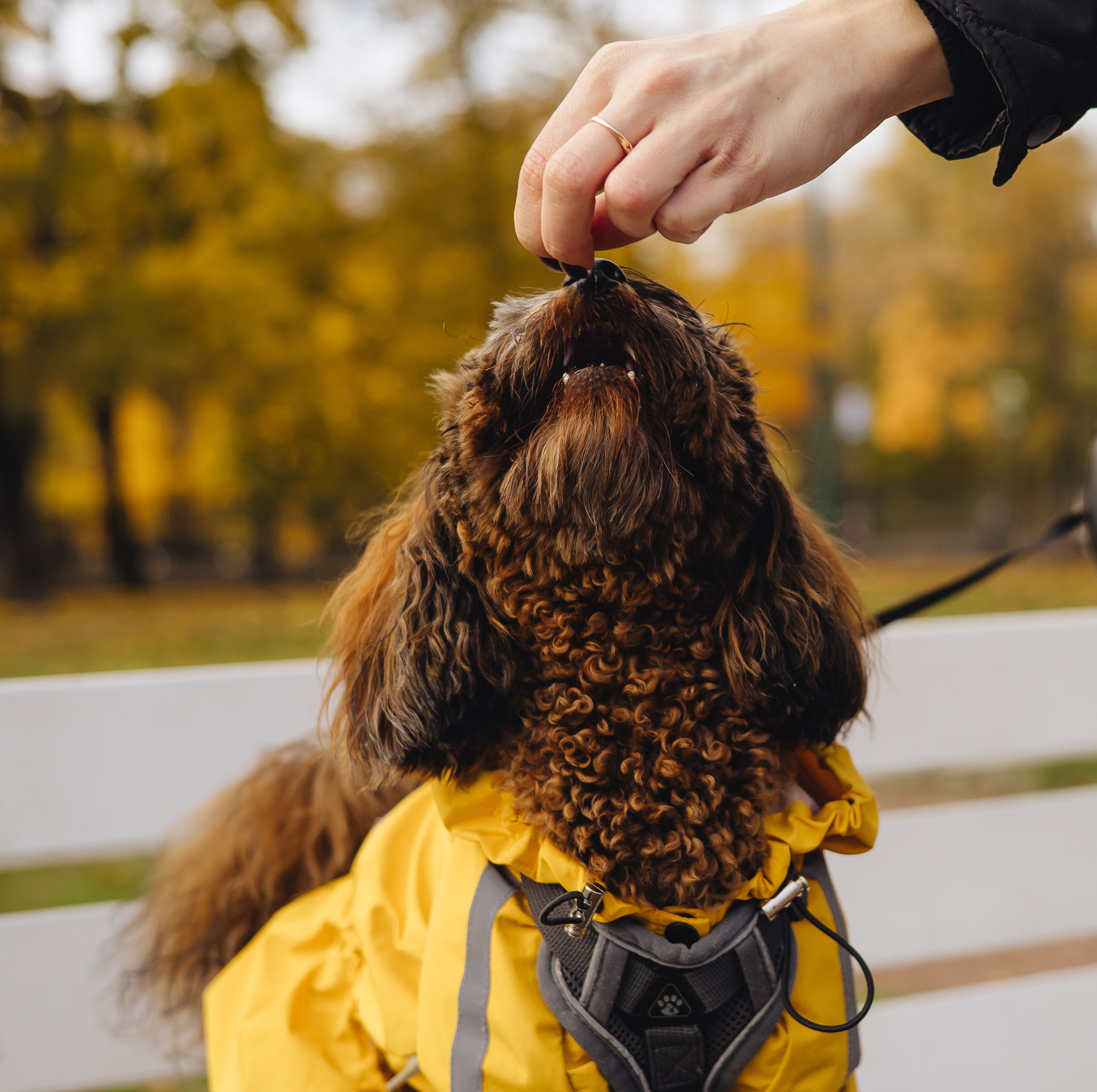 Летающая Мерси