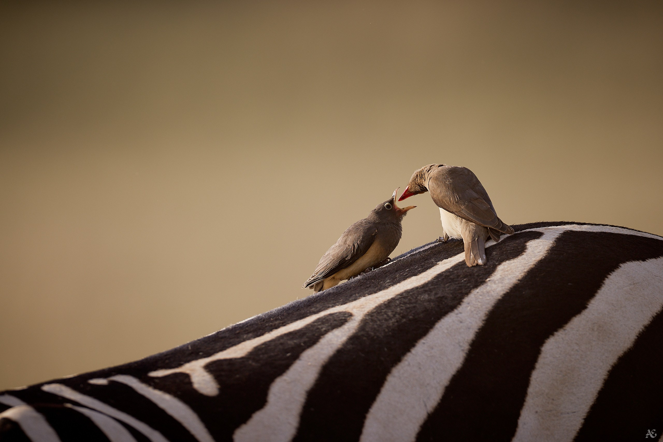 Ты слишком много ешь!