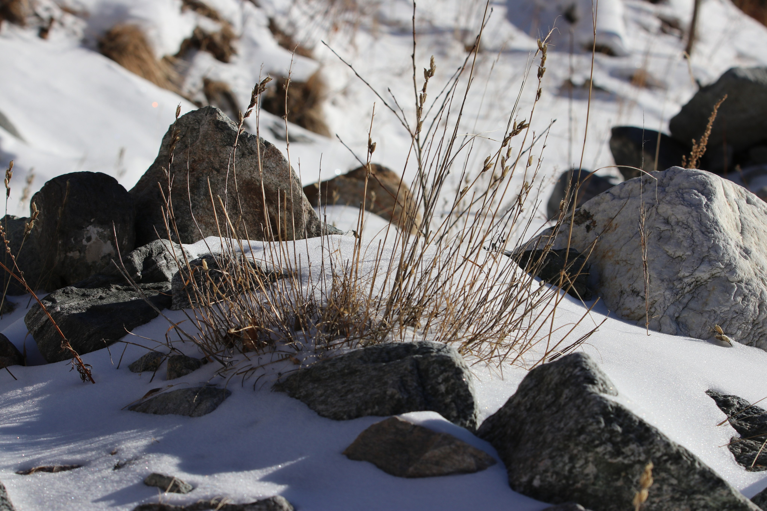 Аршан. Январь 2022. Путешественник-фотограф из Санкт-Петербурга Татьяна Свистулина