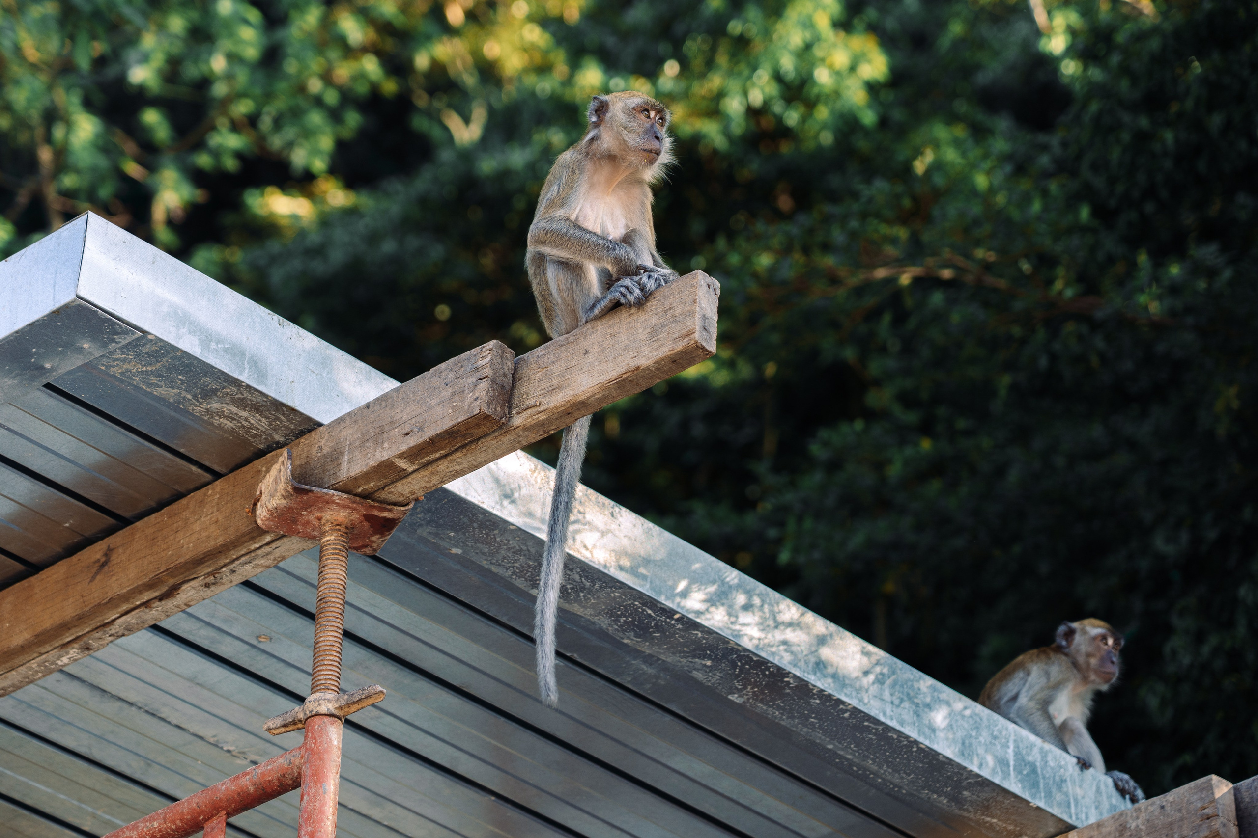 Сингапур и Малайзия. Репортажный фотограф в Москве Легкая Софья