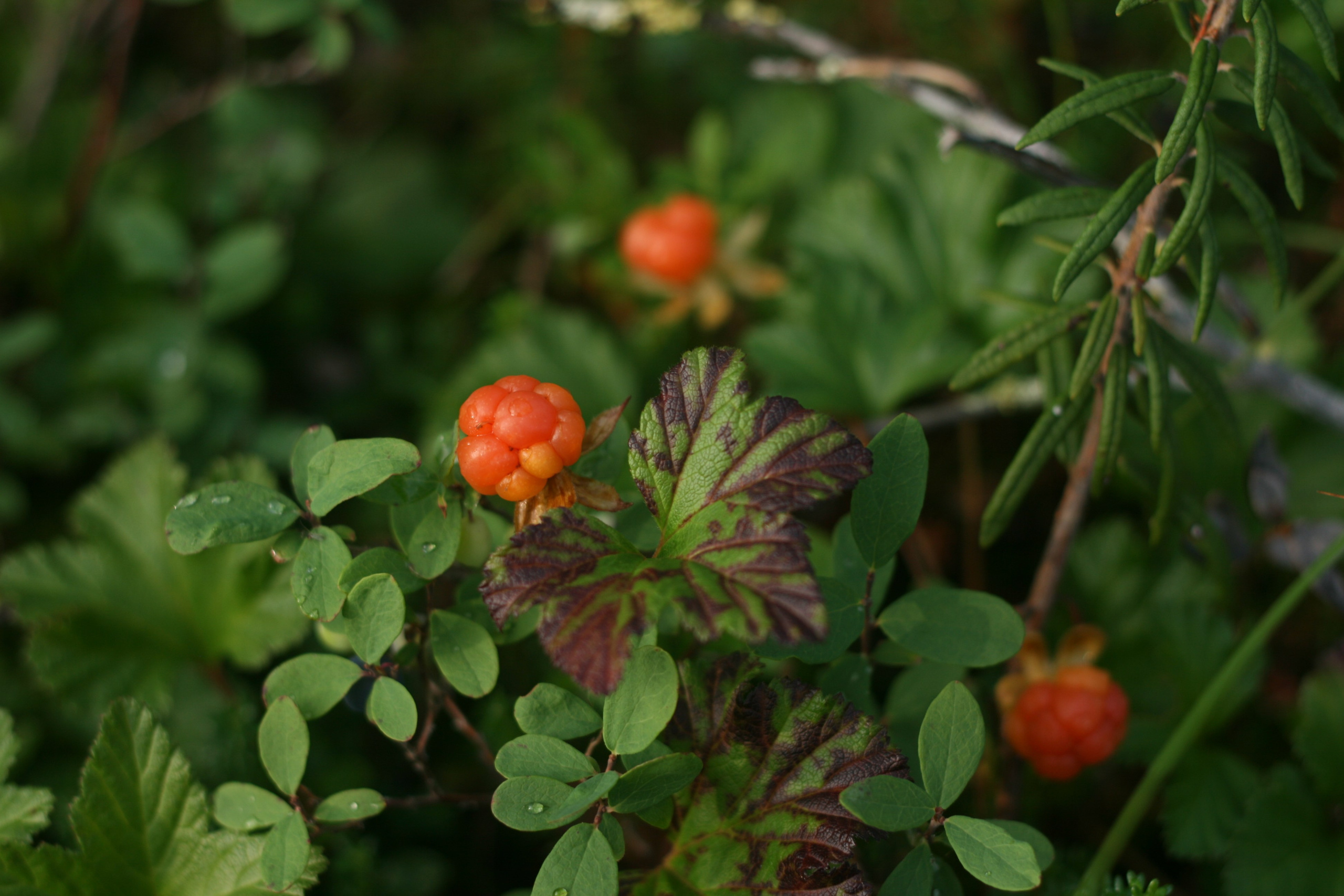 Лето в тундре. Фотограф Екатерина Зорина