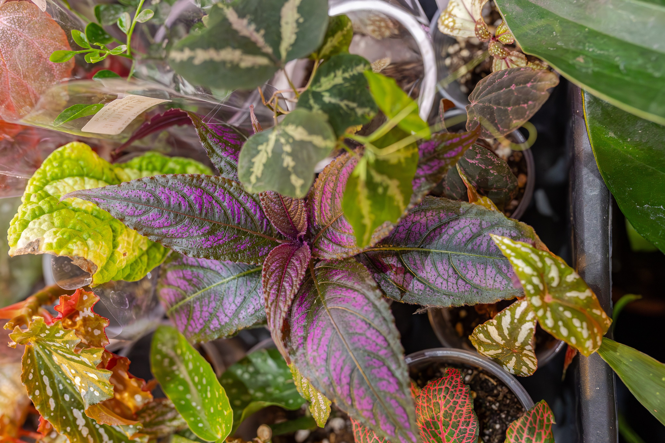 Монстериум апрель 2026. Александра Куликова фотограф, Москва