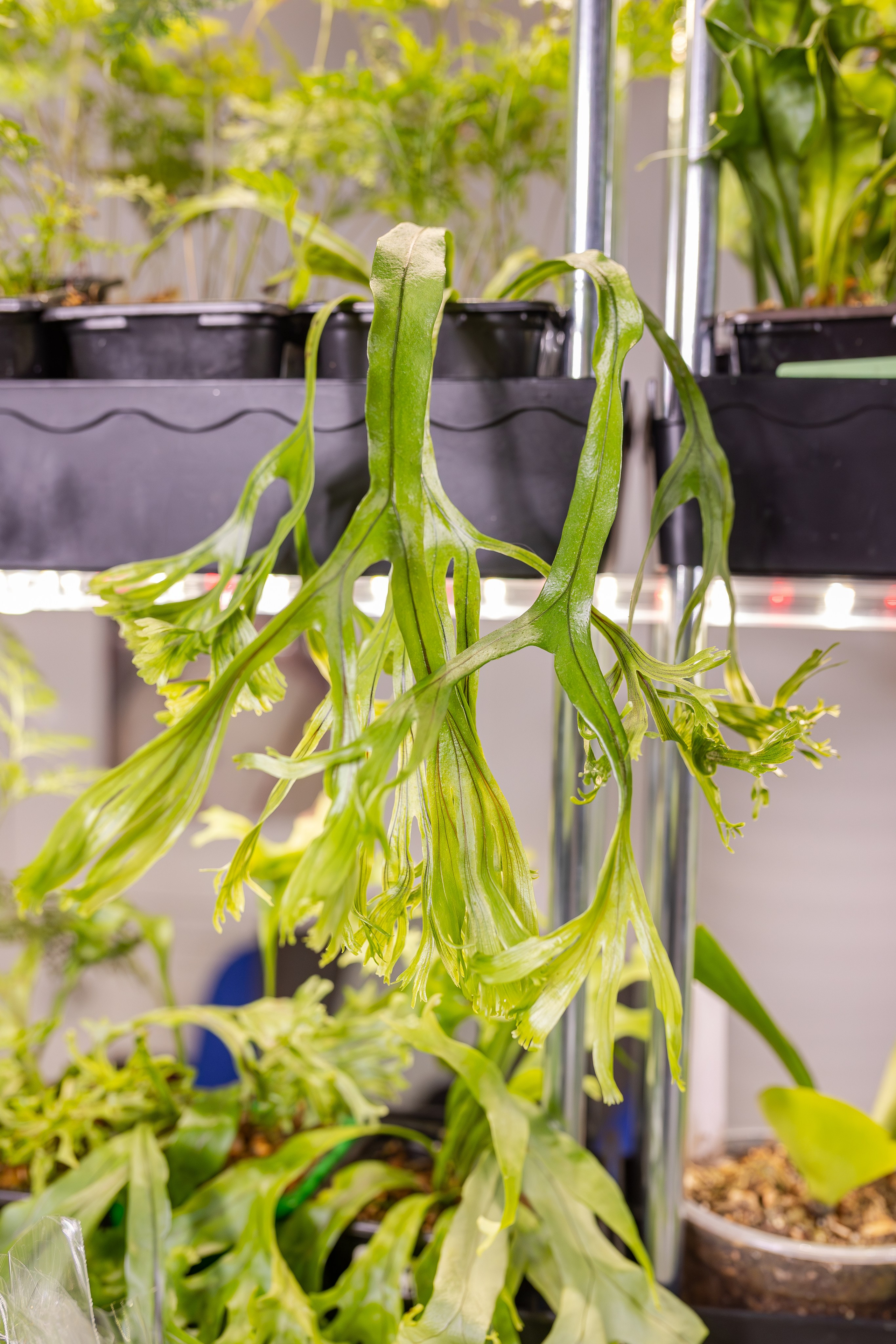 Монстериум апрель 2026. Александра Куликова фотограф, Москва