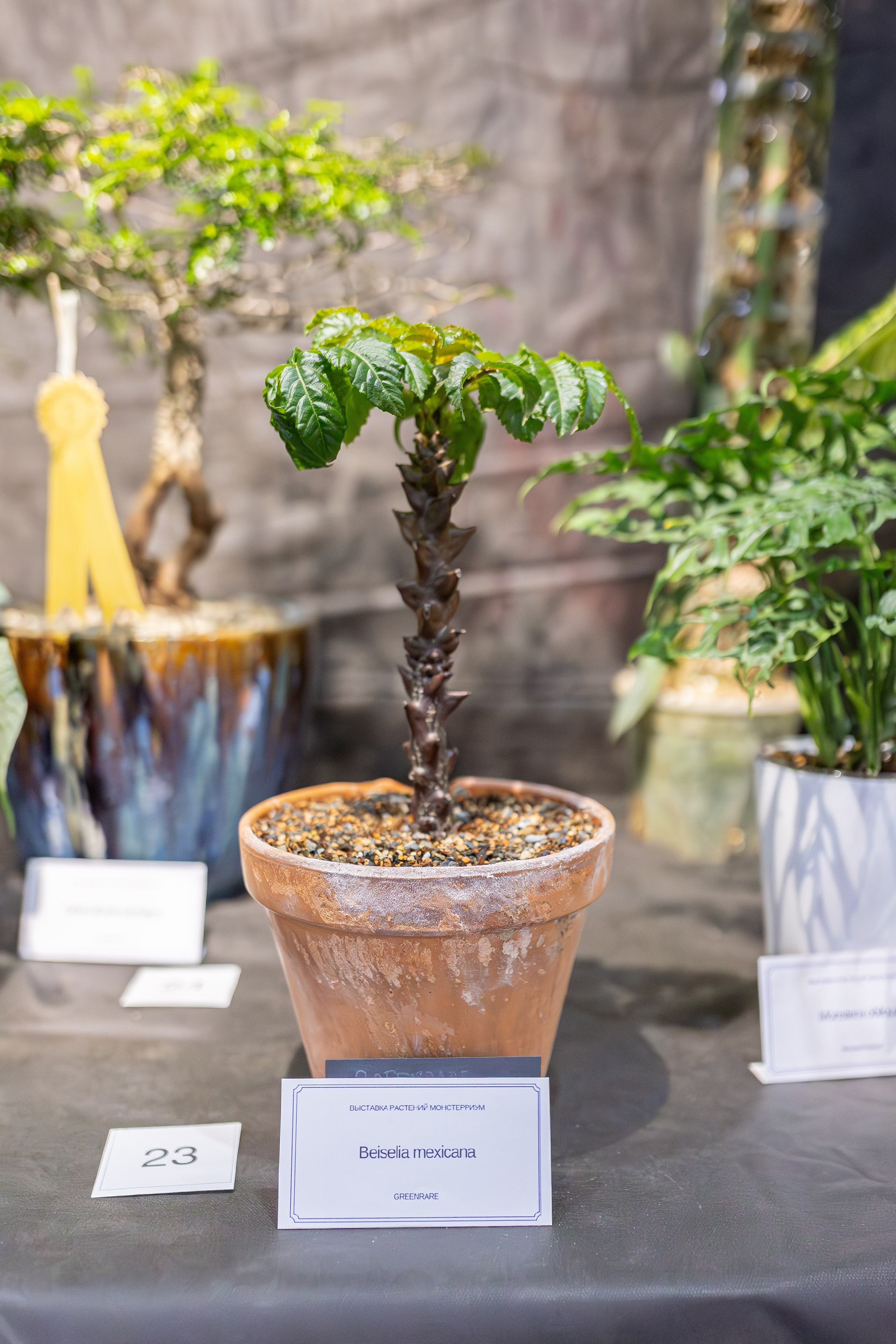 Монстериум апрель 2026. Александра Куликова фотограф, Москва