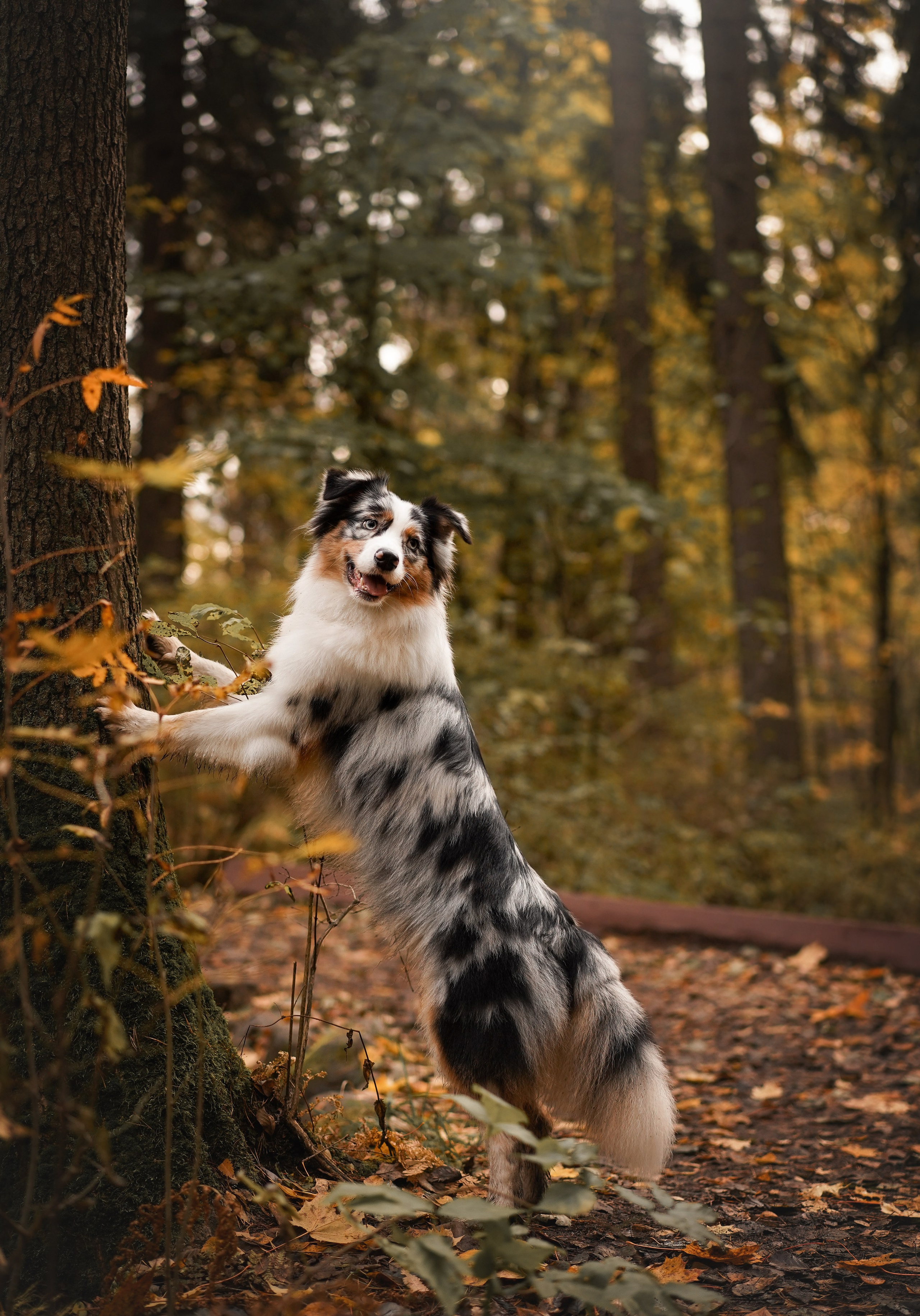 Соня Гавриил и Юкки. Фотограф-анималист в Санкт-Петербурге Яна Мартынова