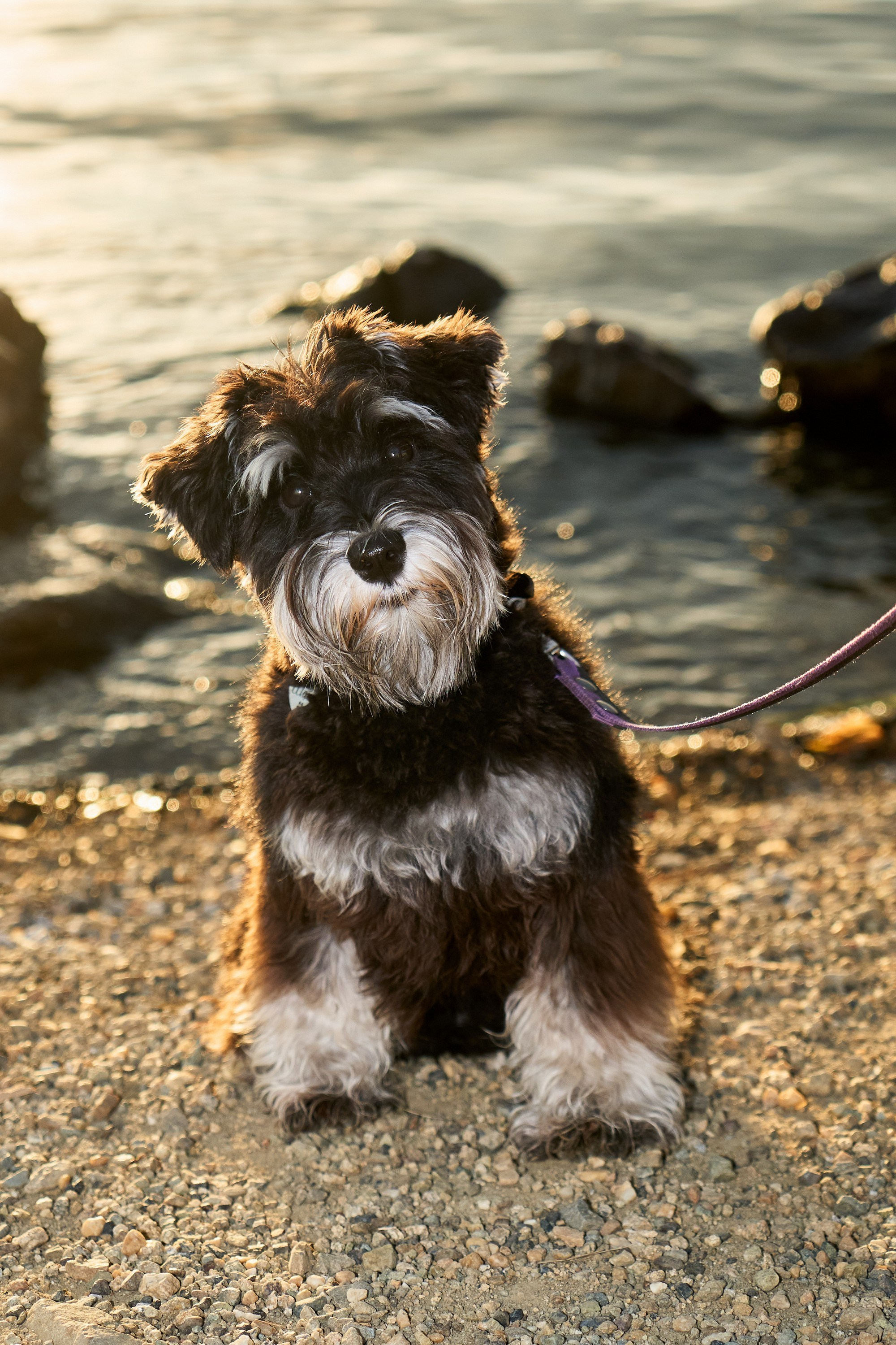 Съемка собак. Фотограф в Екатеринбурге Анастасия Фе