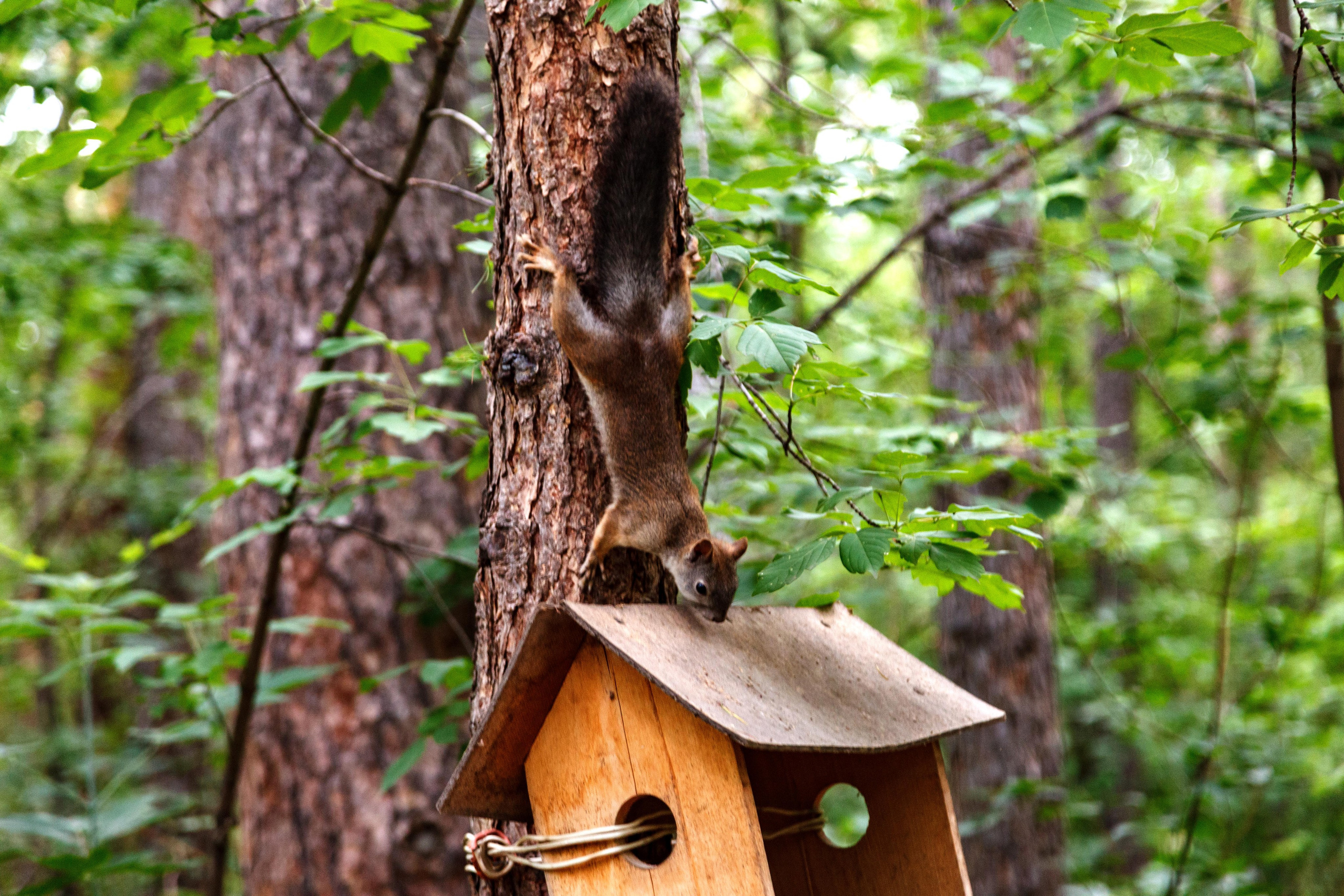 Белки / Squirrels. Фотограф Андрей Гузеев
