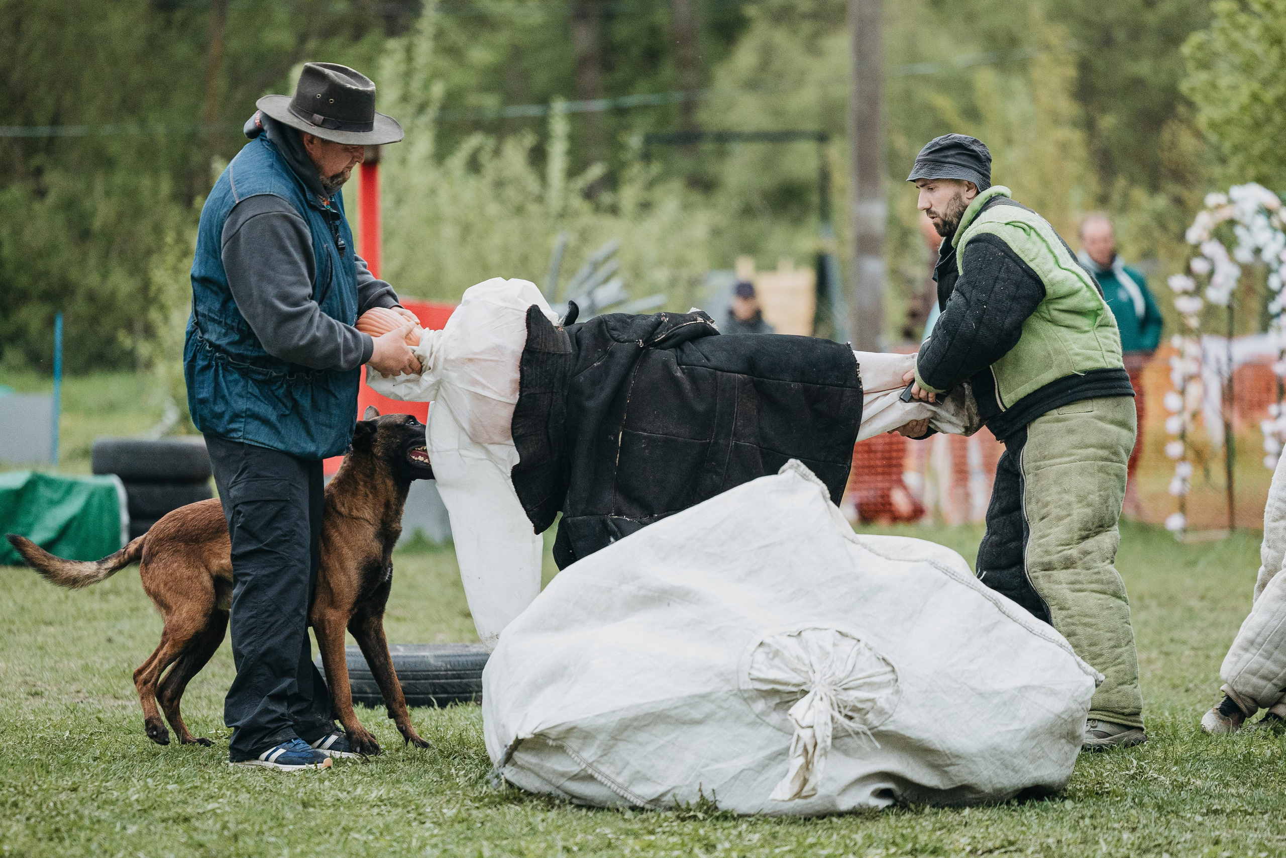 26.05.25 г. Пушкин квалификационные соревнования. Фотограф-анималист Анна Маринич