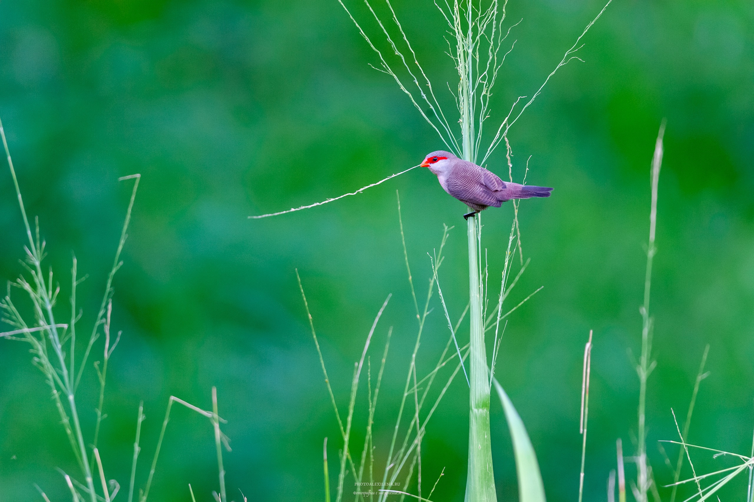 Все оттенки зелёного. Авторские стильные фотокартины