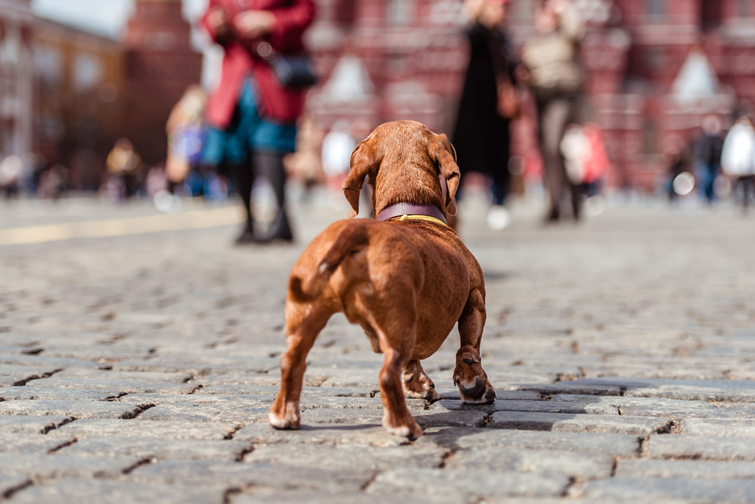 Таксы на Красной площади. Семейный Фотограф в Москве Ирина Хохлова