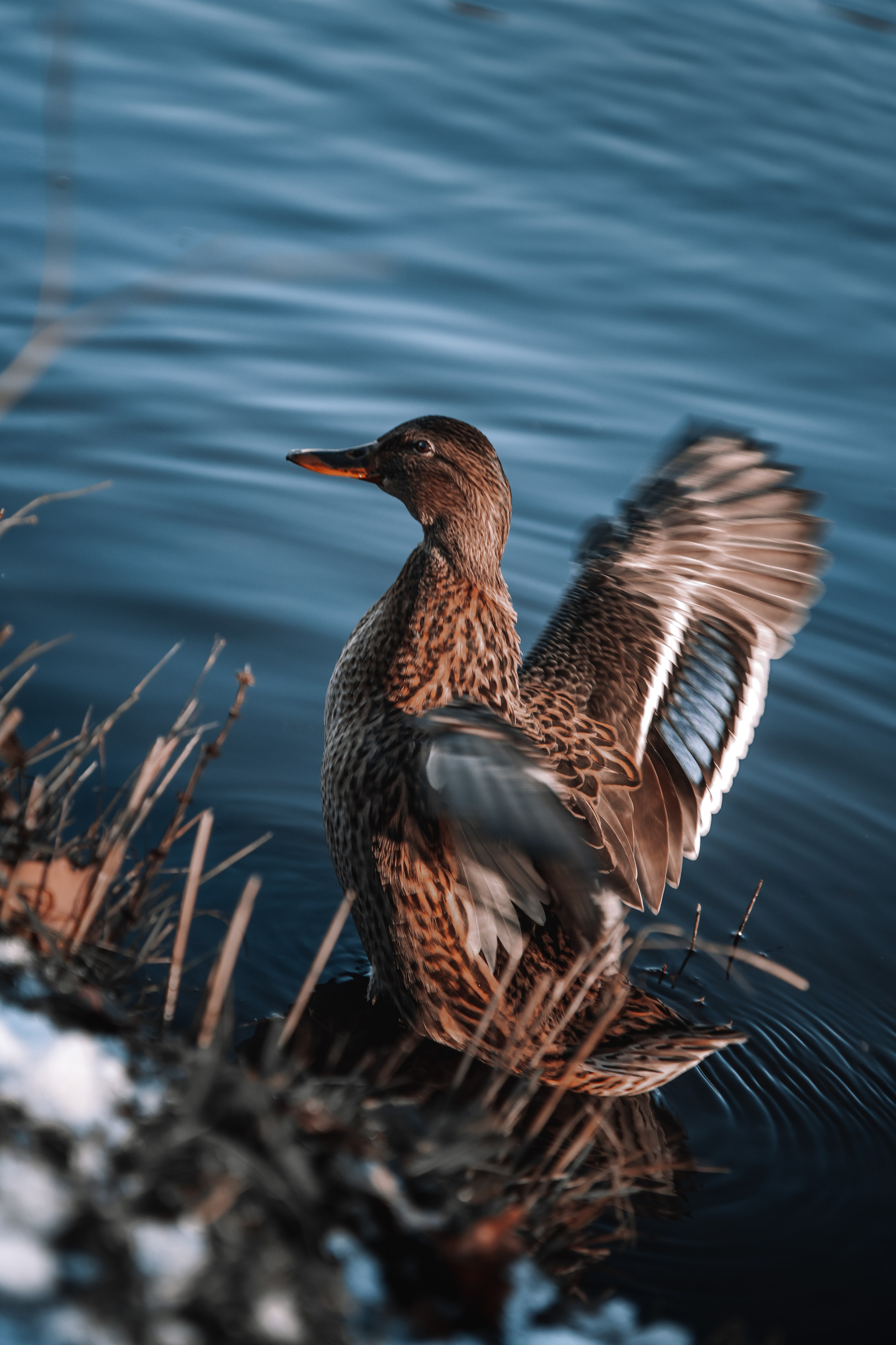 Пушкин | Екатерининский парк. Фотограф | Данил Шукан | Санкт-Петербург