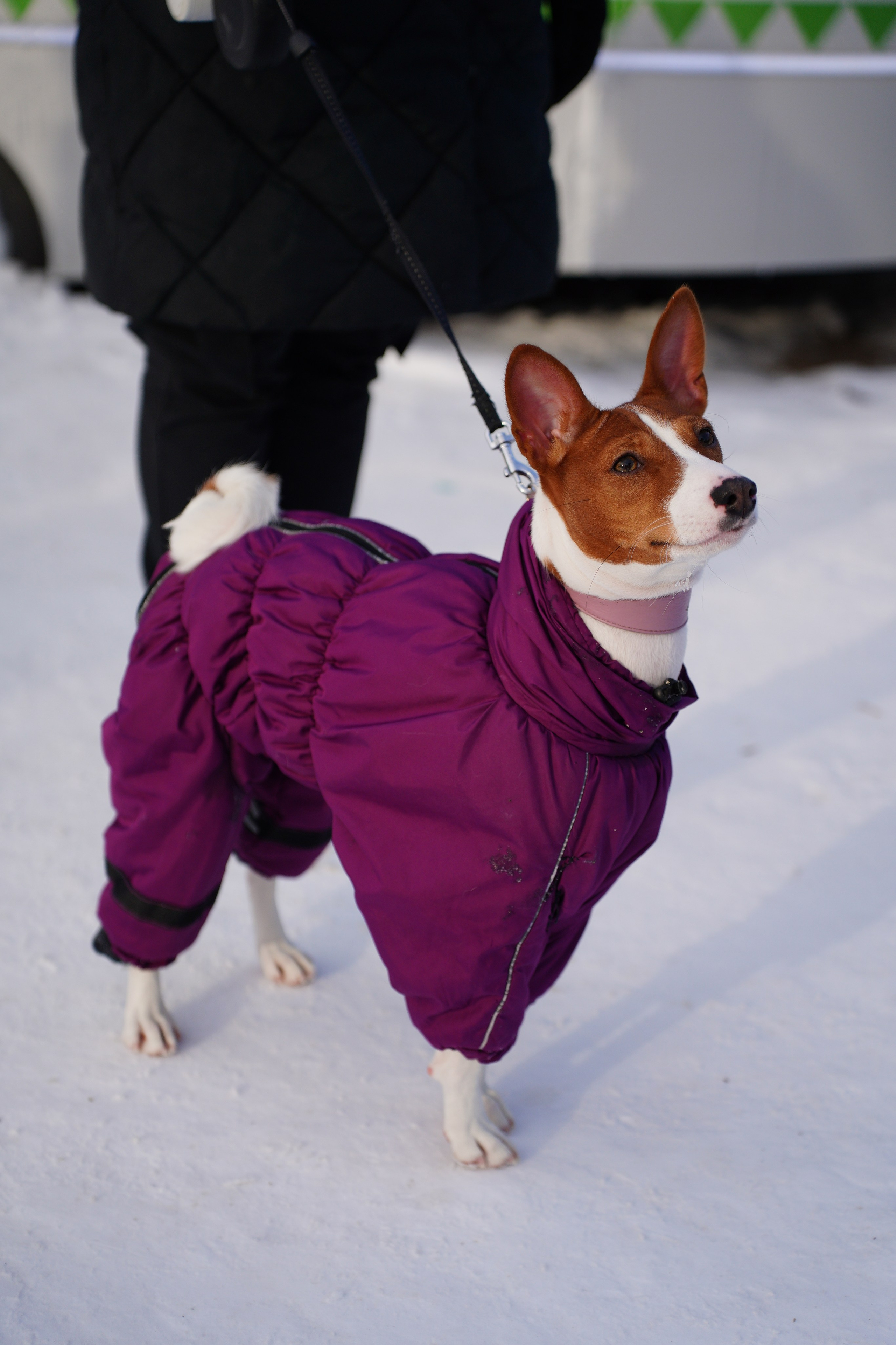 Благотворительная Акция «Ищу Человека». Pupov.png