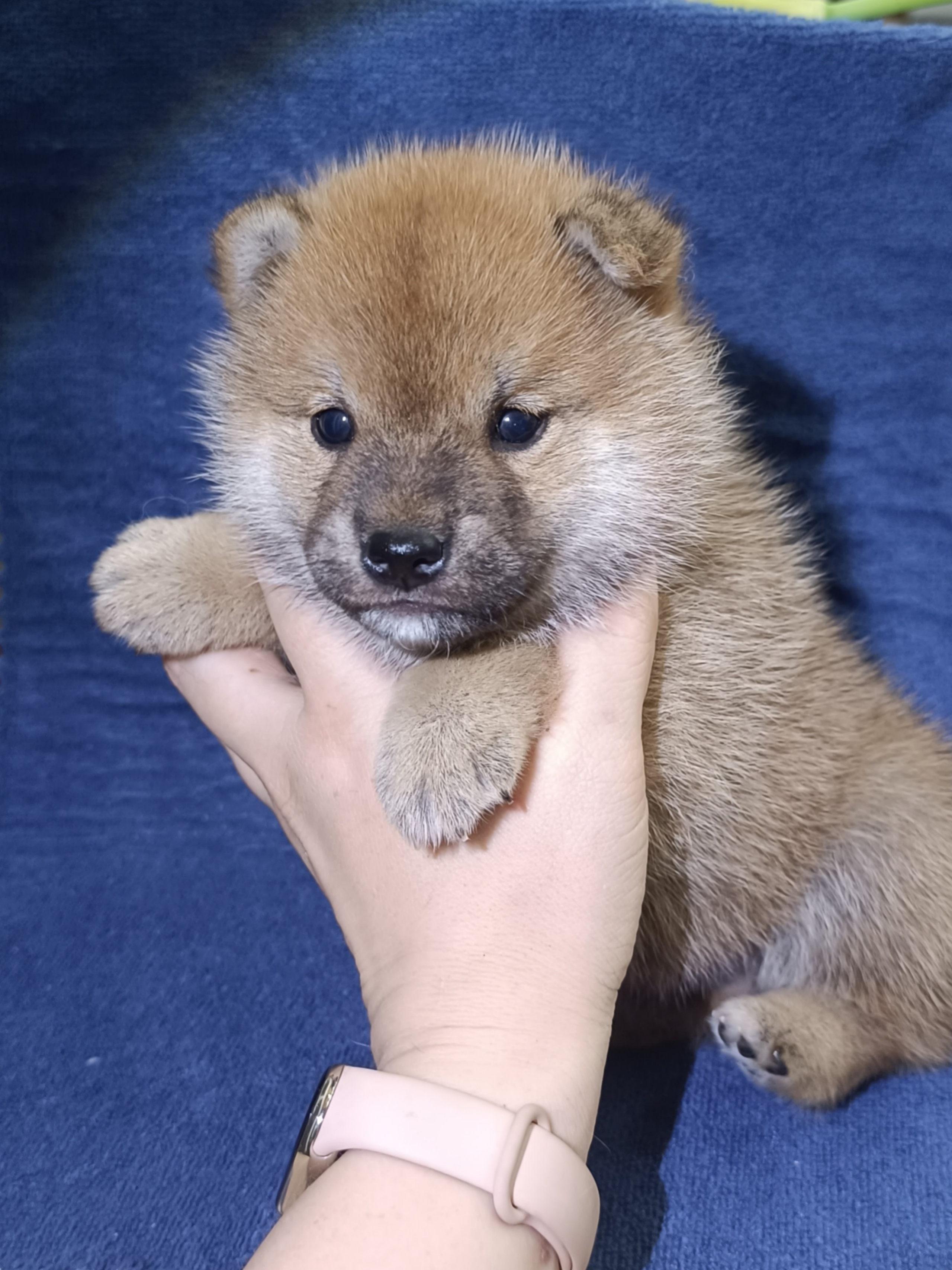 сиба питомник Рубилайт щенки на продажу rubylight  сиба щенки купить СПб Санкт-Петербург 