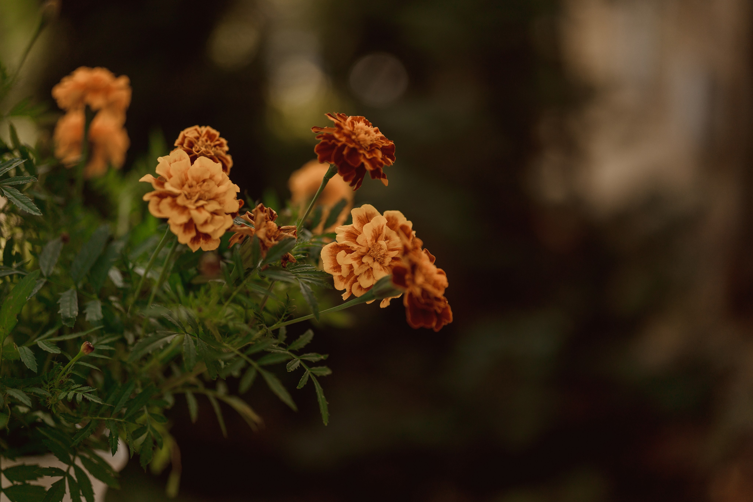 Дарья Дом Элли г. Пушкино. Семейный и детский фотограф в Сергиев Посаде, Хотьково Якимчук Любовь
