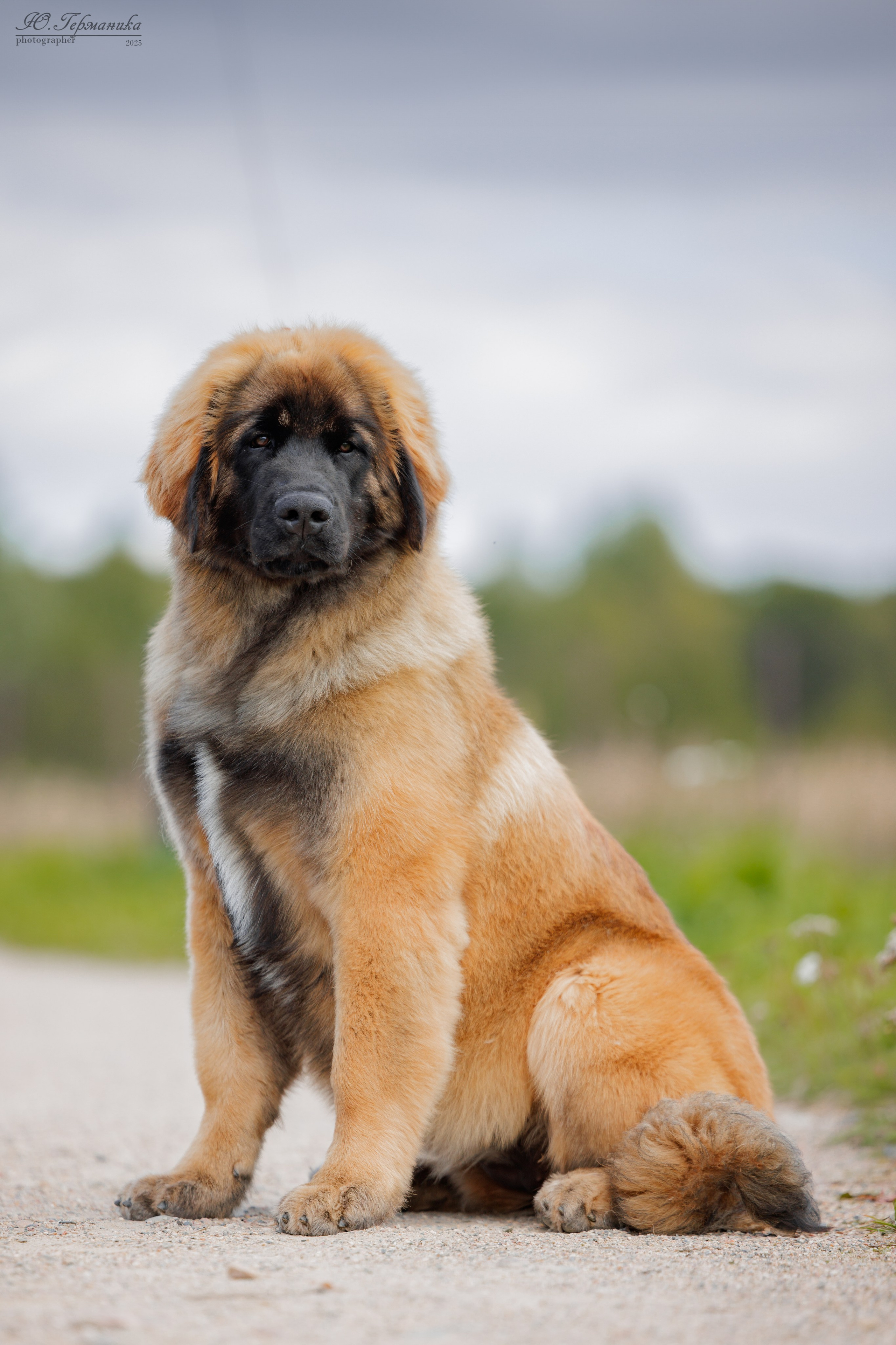 Переславль 5-7.08.2025. Фотограф-анималист Юлия Германика