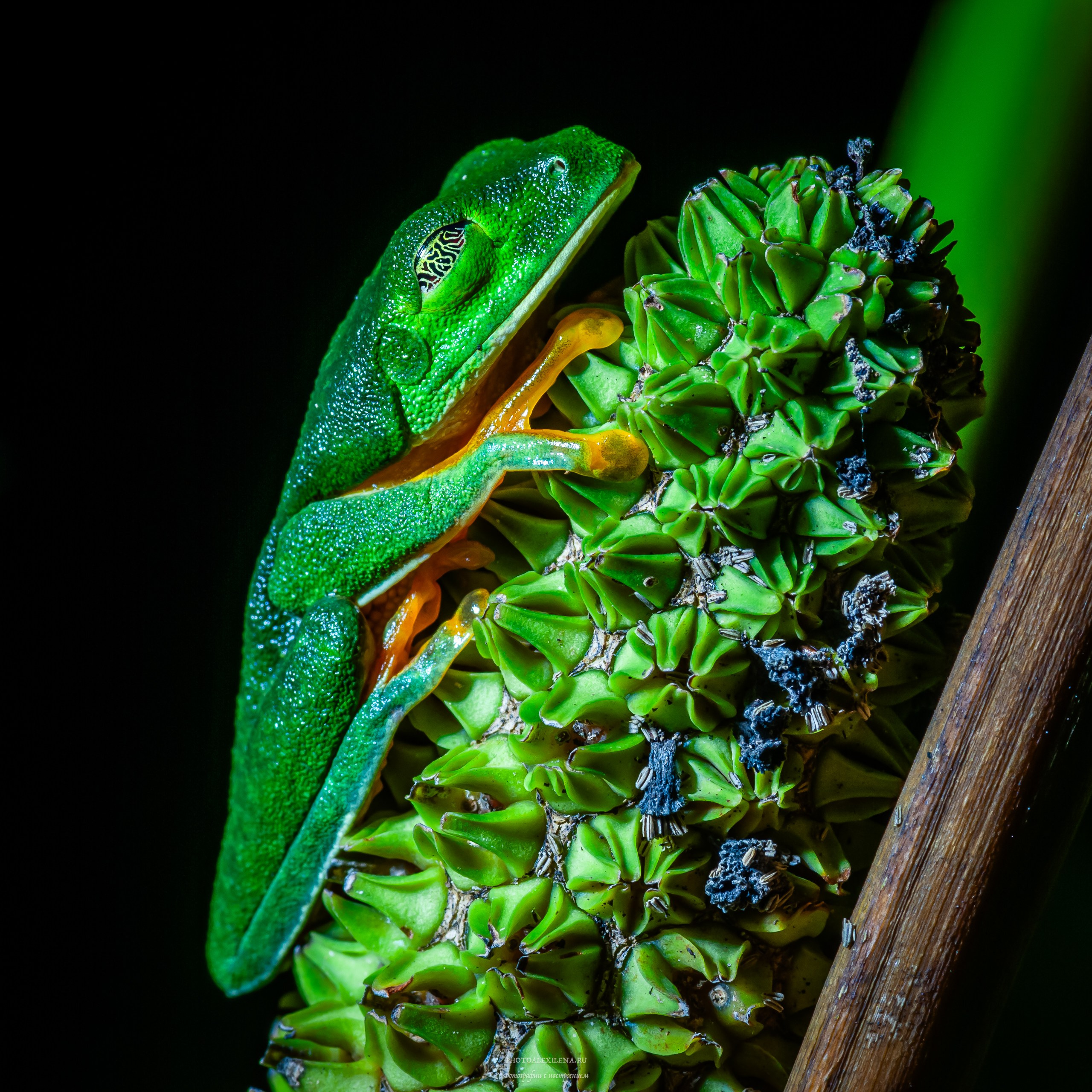 Все оттенки зелёного. Авторские стильные фотокартины