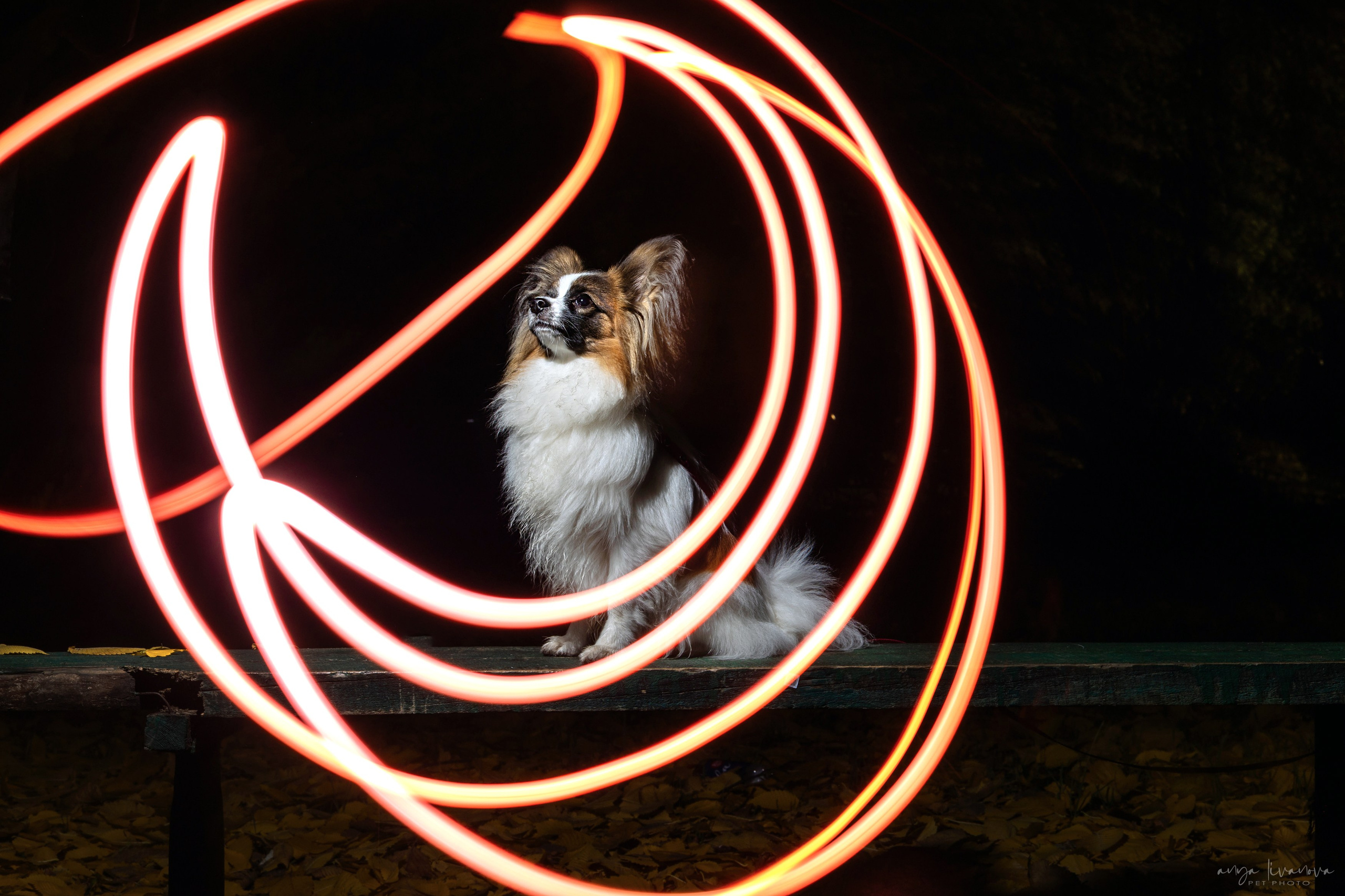 Хьюстон. Фотограф анималист Аня Ливанова | Рыбинск