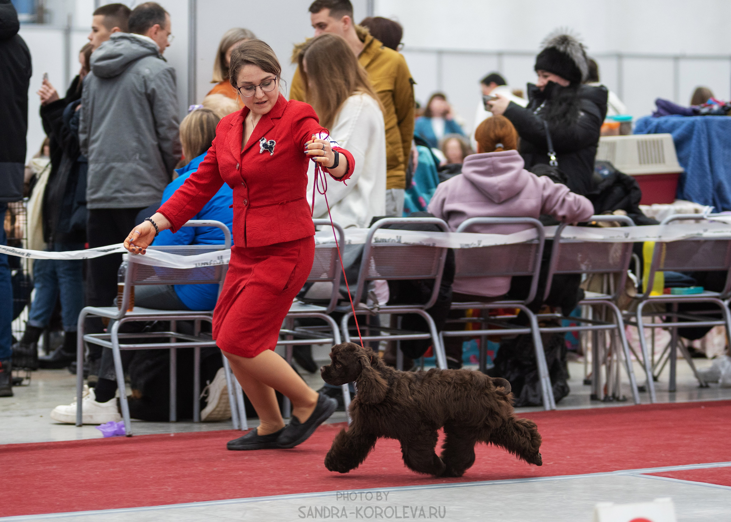 Выставка собак тюмень 14.01.2023. Дог-фотограф в Тюмени Александра Королева