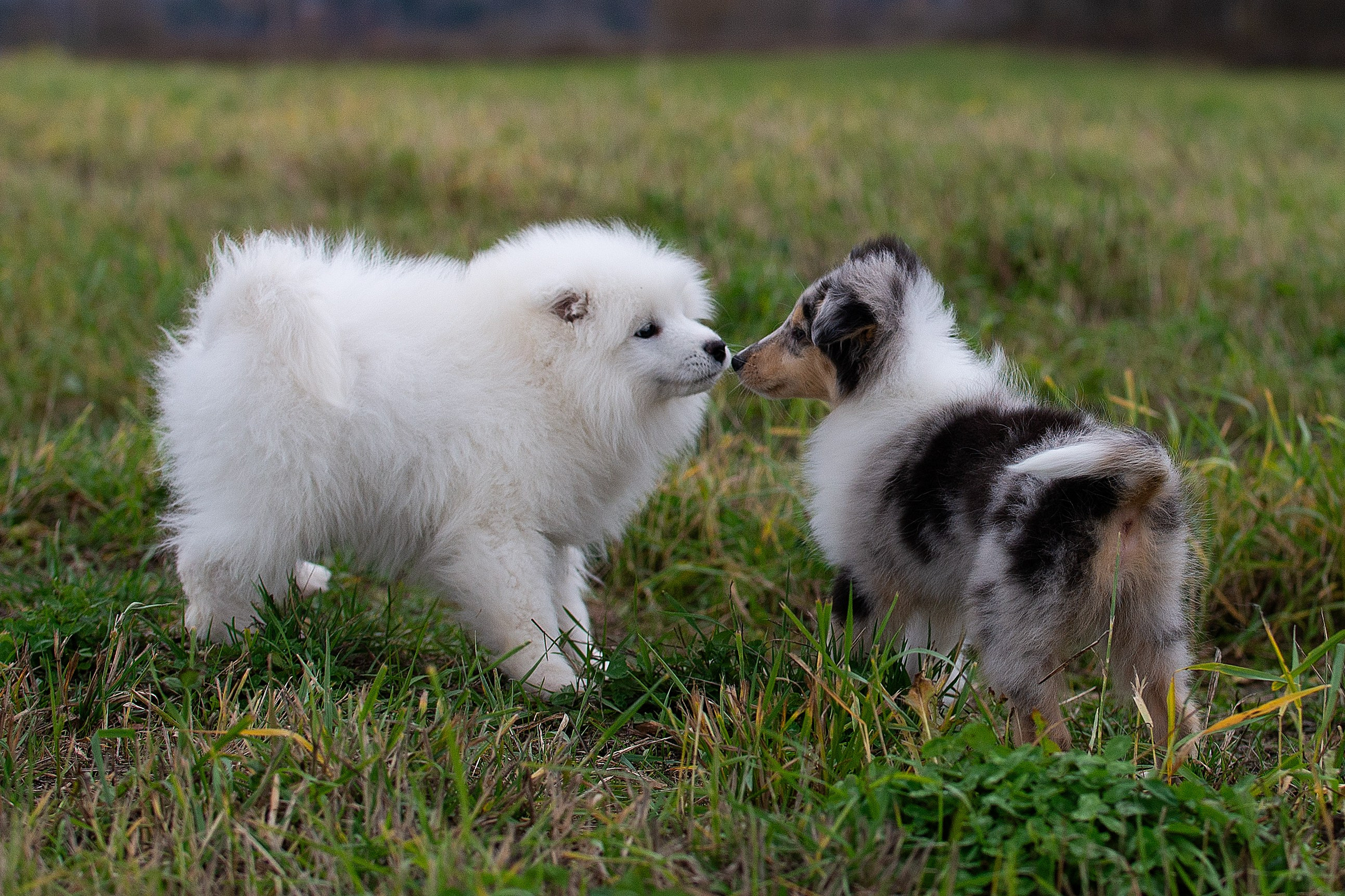 Собаки питомника Версаль. Творческий фотограф Вологда
