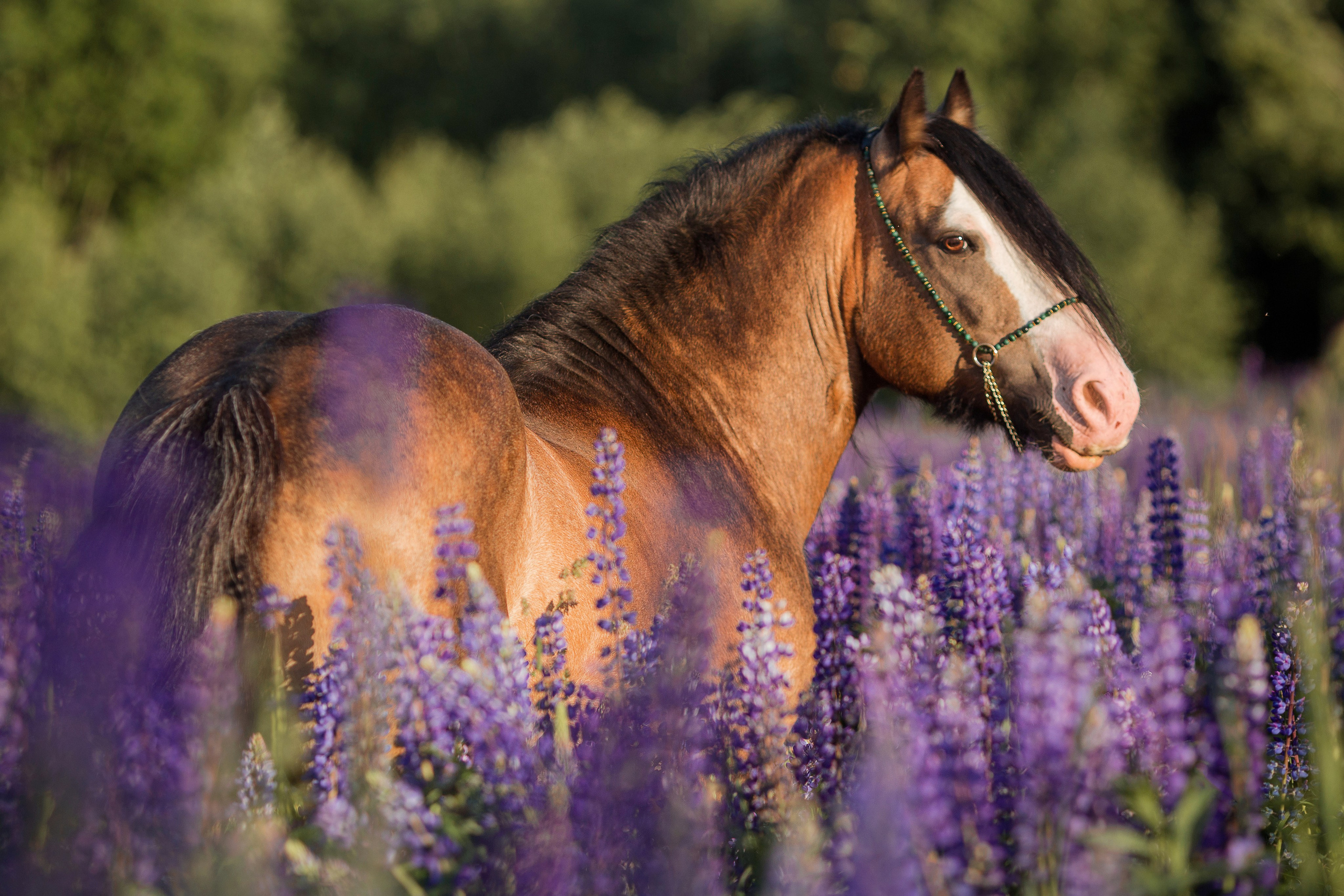 Фотосессия в люпинах с лошадью