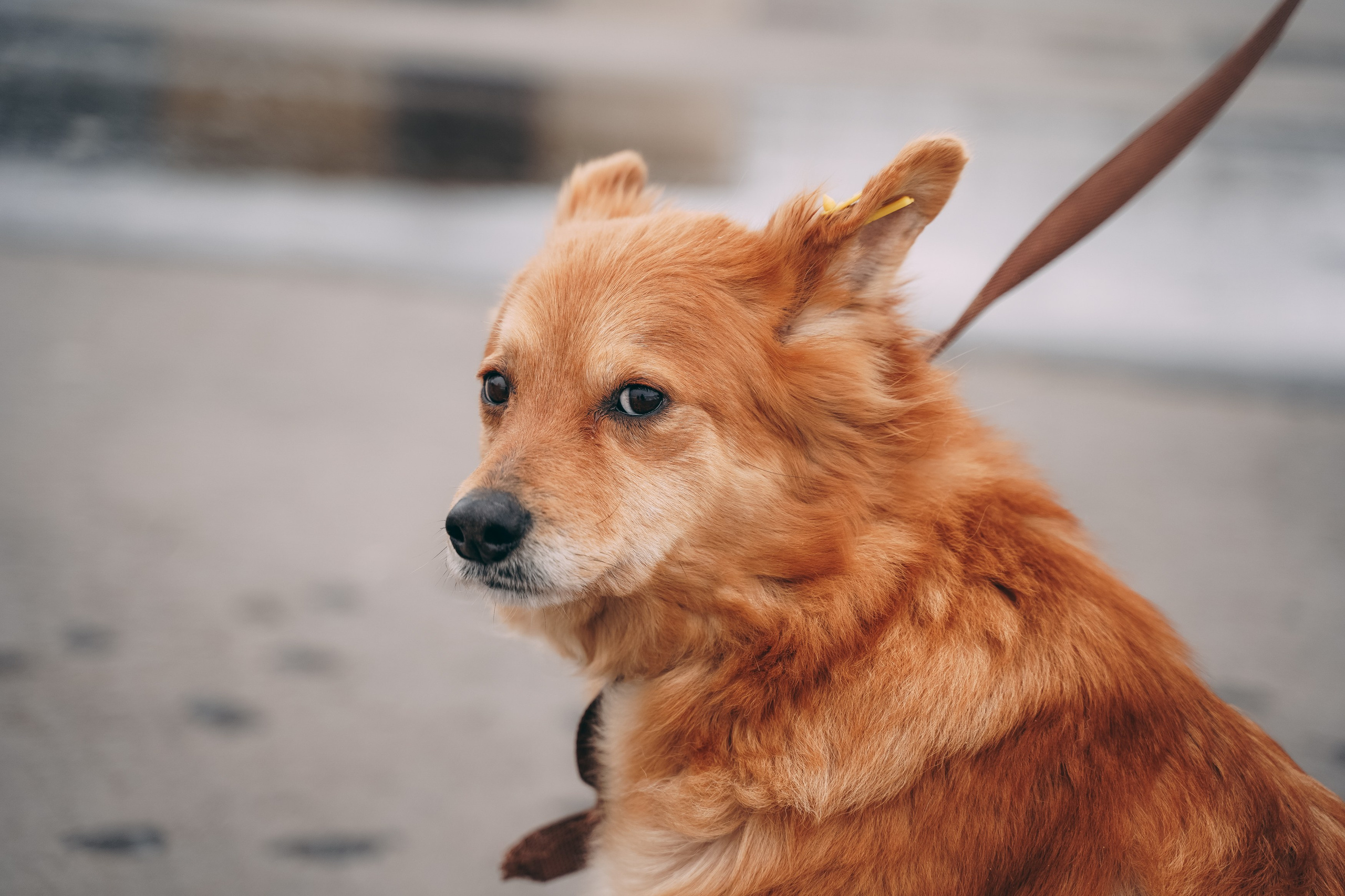 Съемка для благотворительного фонда «Дог 24». Фотограф-анималист, портретный фотограф в Чебоксарах Мария Садыкова