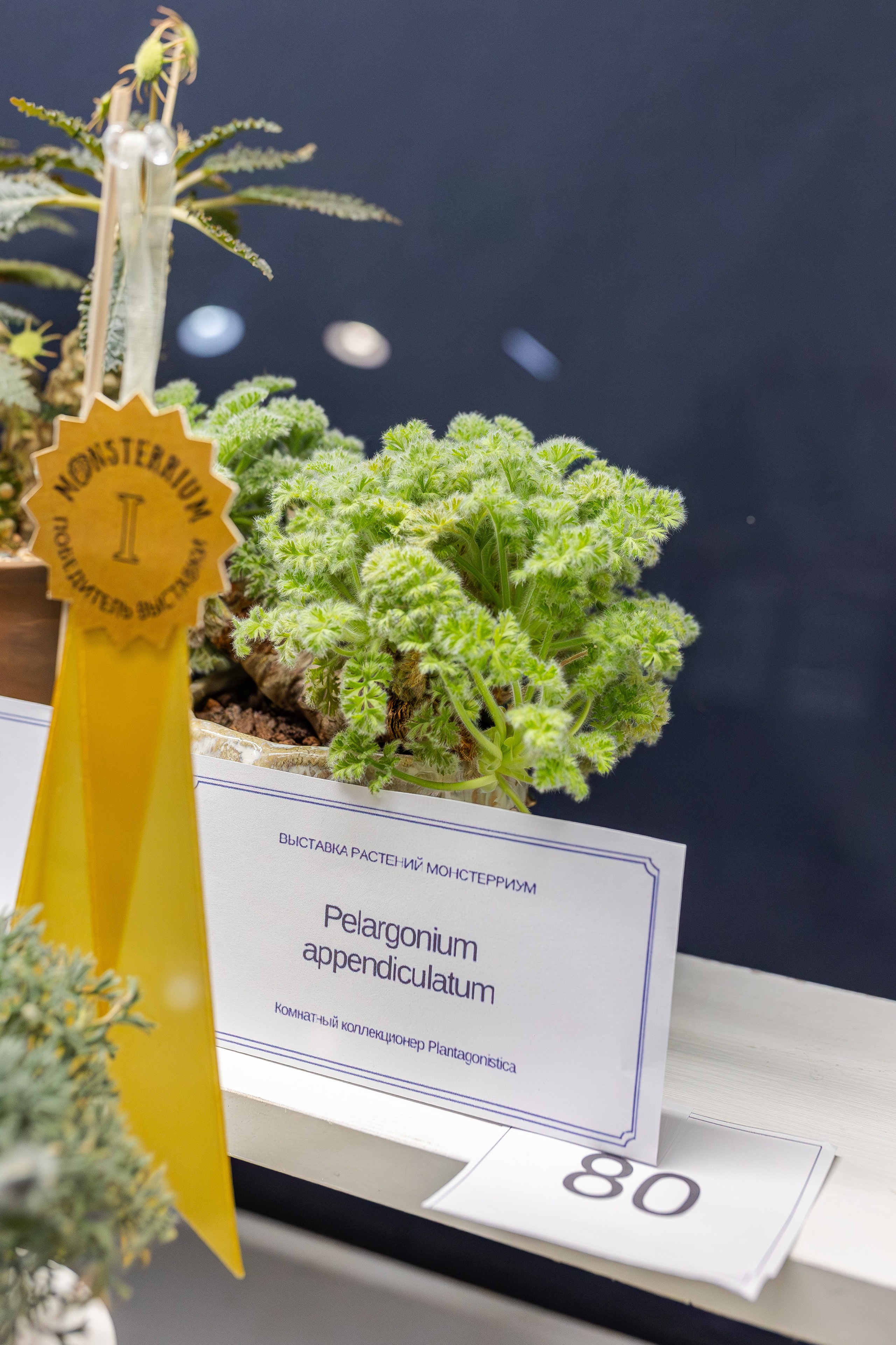 Монстериум апрель 2026. Александра Куликова фотограф, Москва