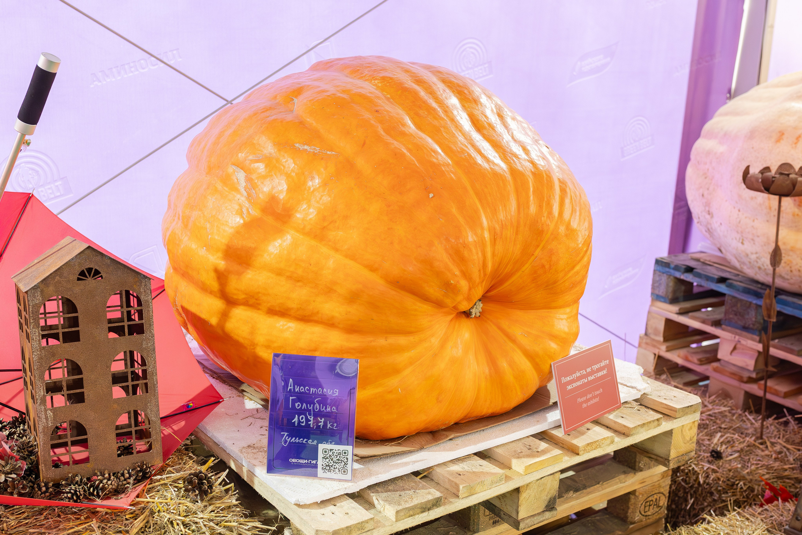 Овощи-гиганты. Александра Куликова фотограф, Москва