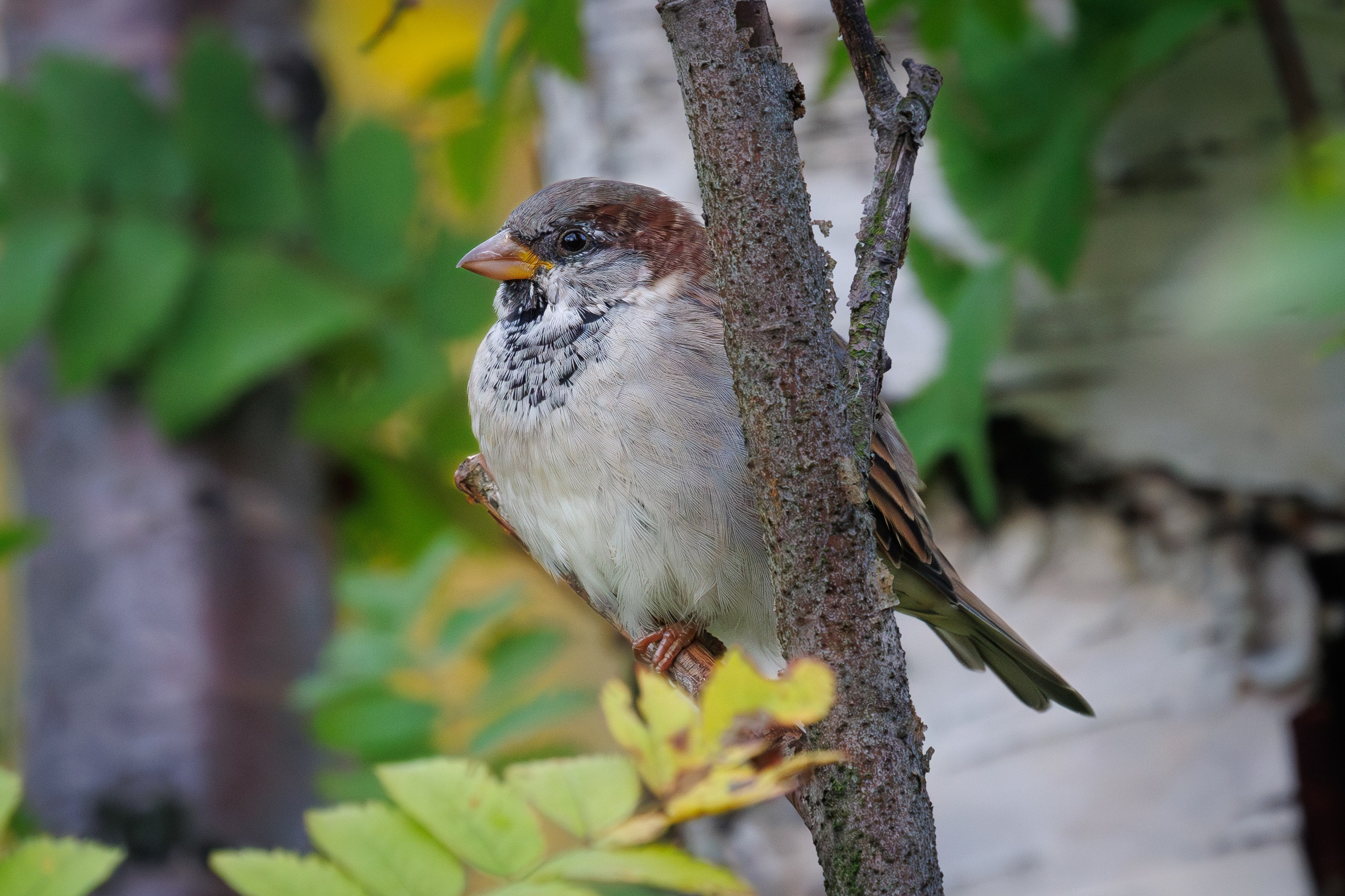 Птицы г. Мурманска. Птицы парков г. Люберцы
