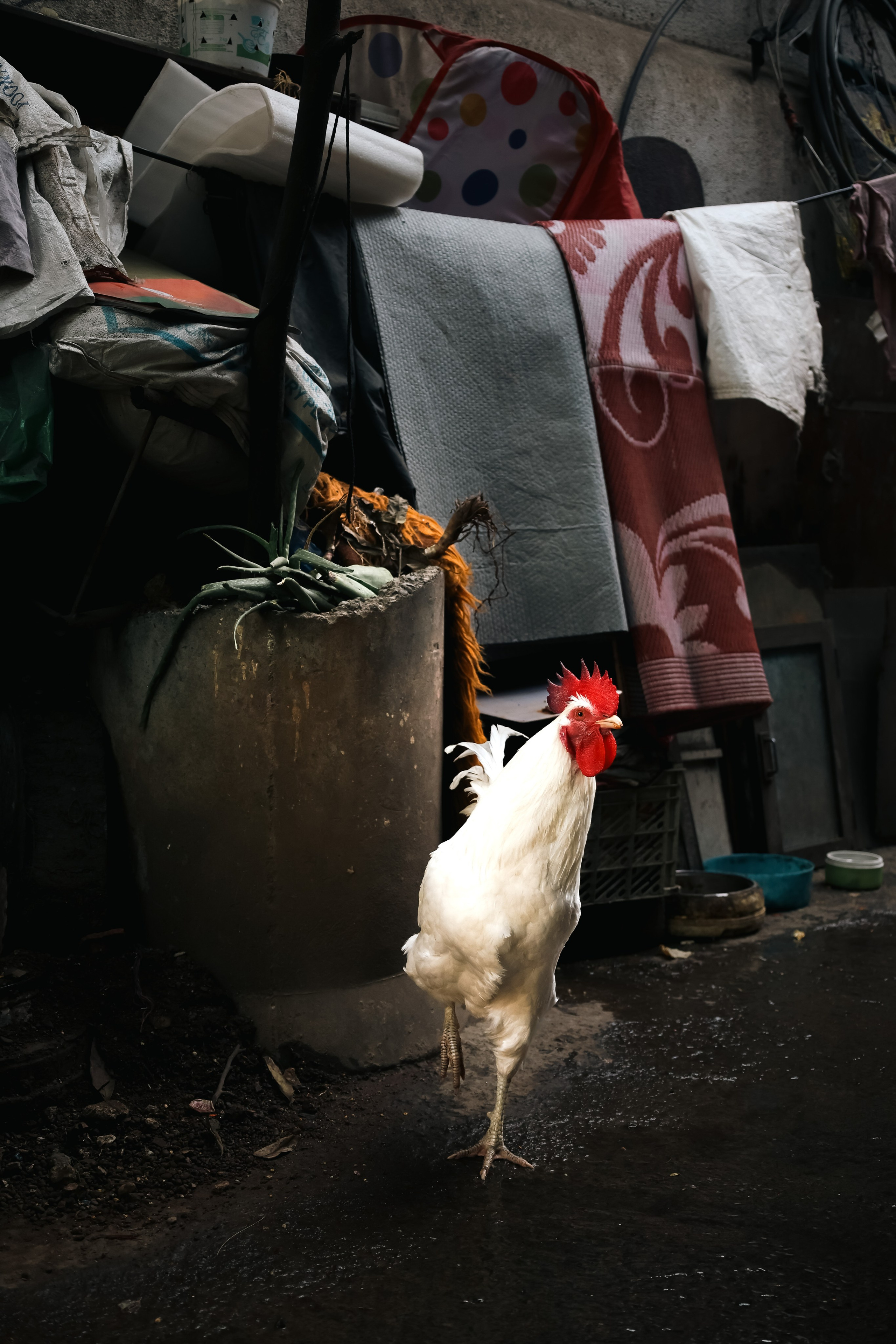 India. Фотограф в Москве