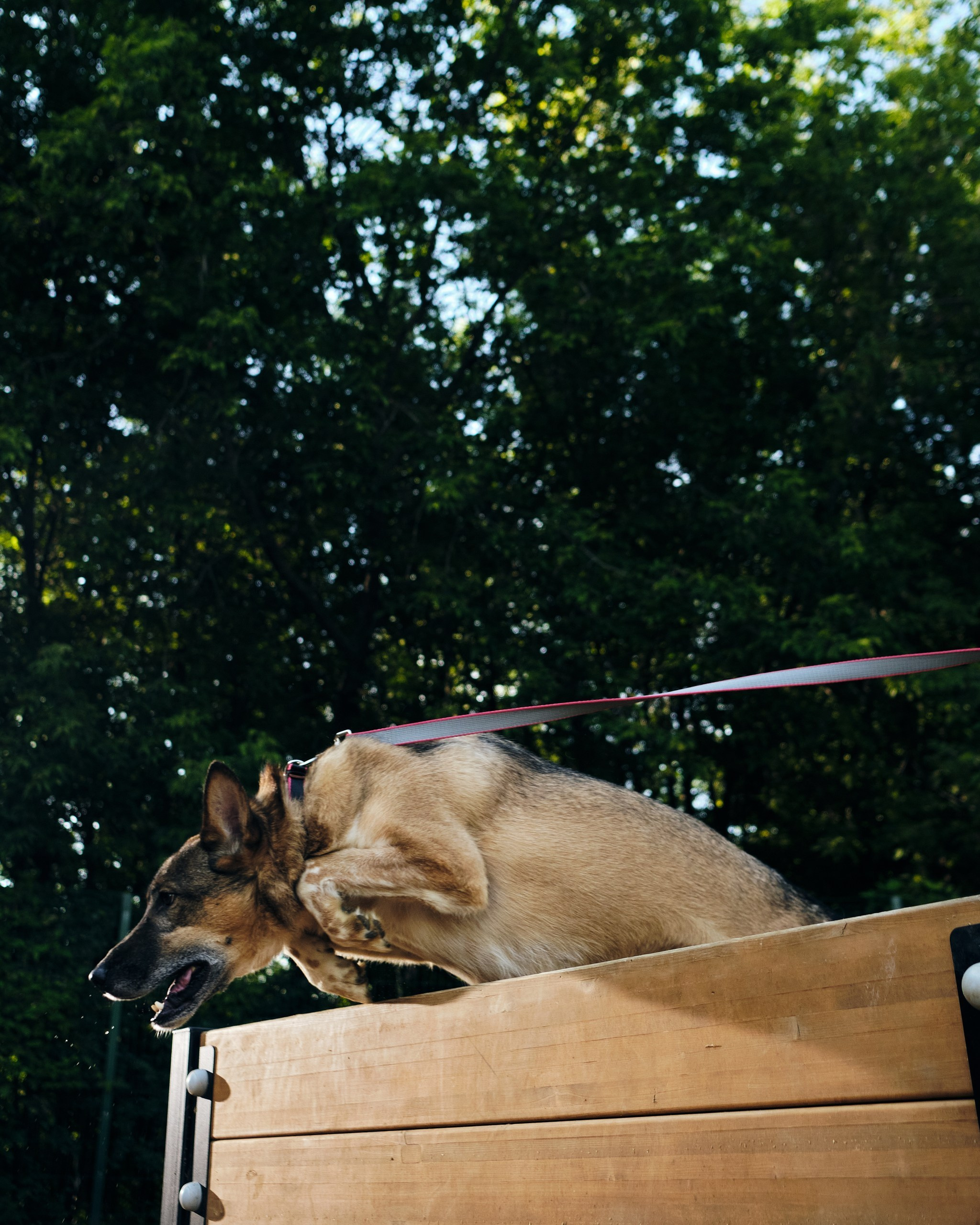 Фотосессия  для паши пса. Профессиональный фотограф в Москве — Максим Дьяконов