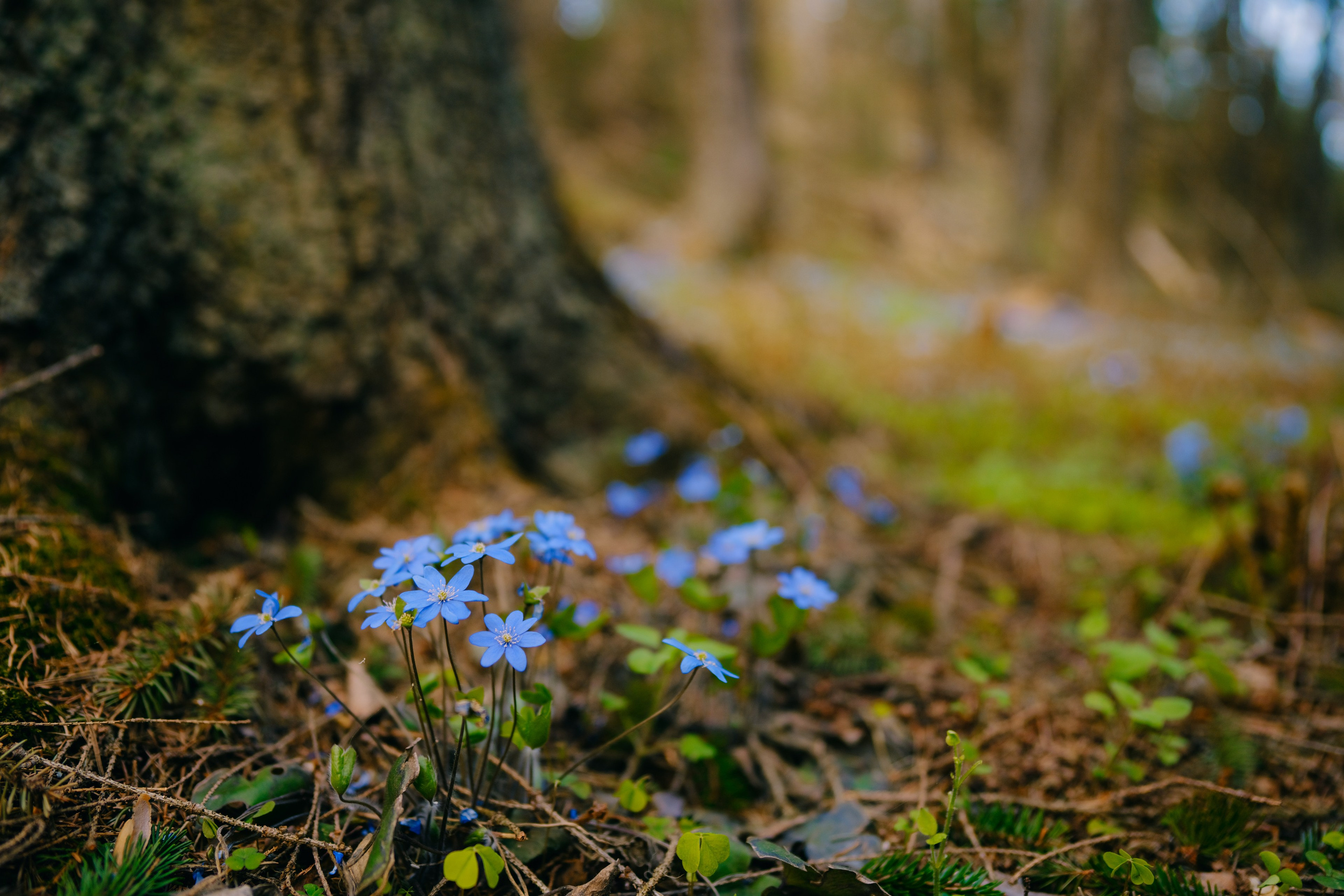 Глэмпинг в Карелии Villy Uley. Асхат Бардынов