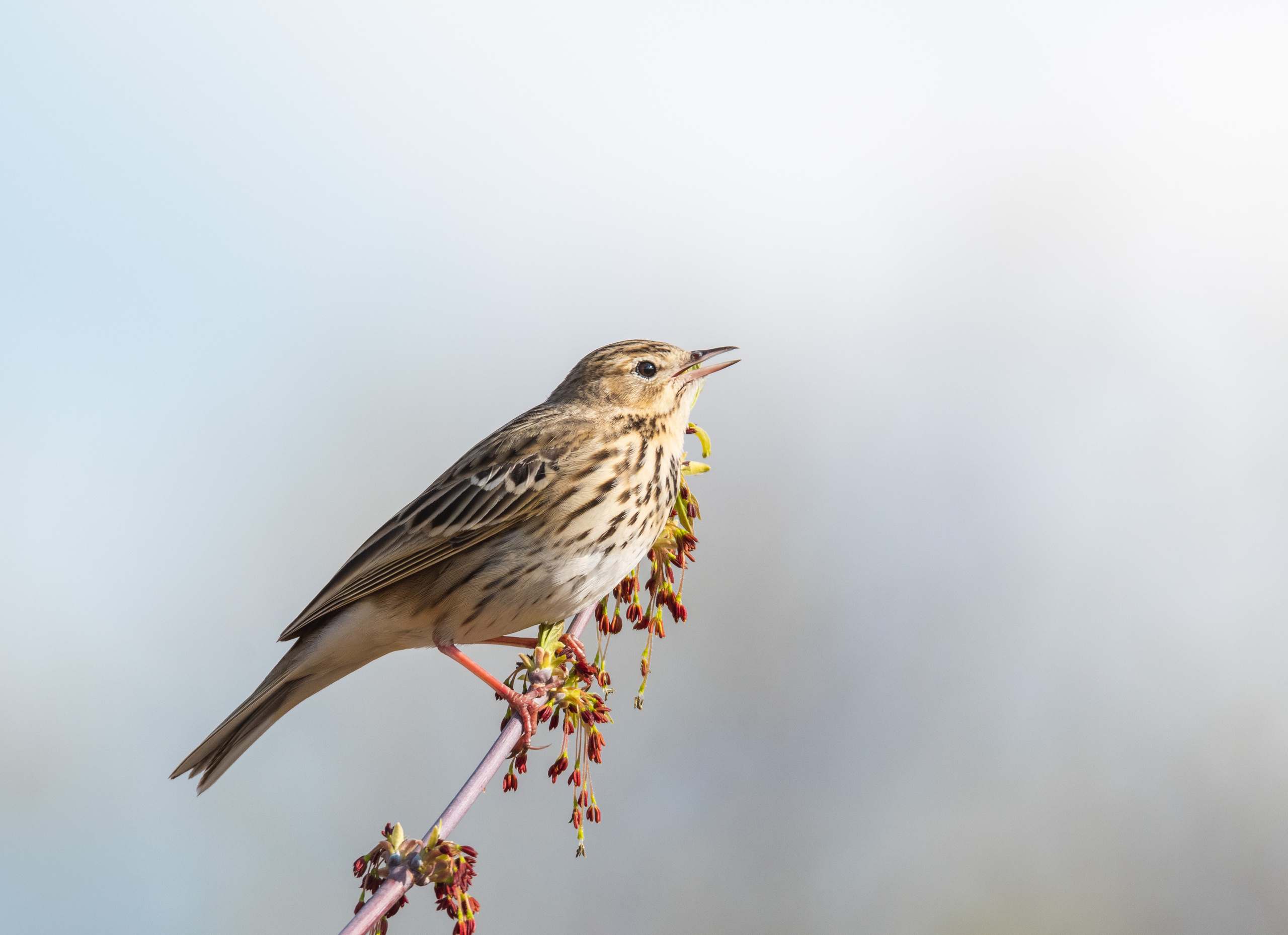 WildLife. Спортивный фотограф в Уфе Евгений Буров