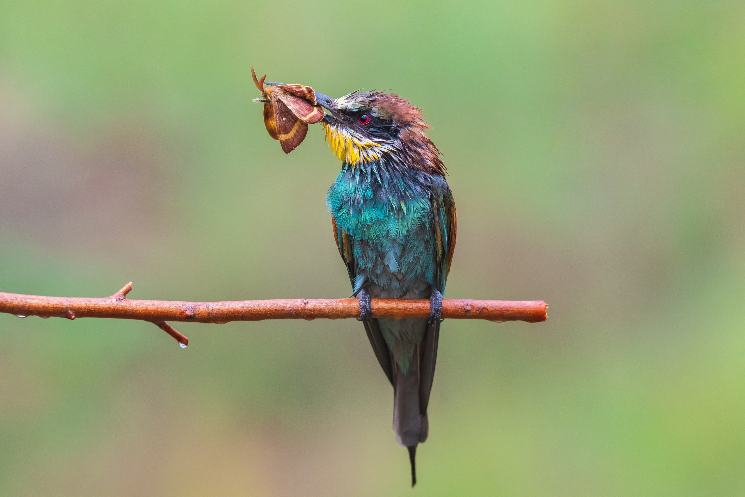 WildLife. Спортивный фотограф в Уфе Евгений Буров
