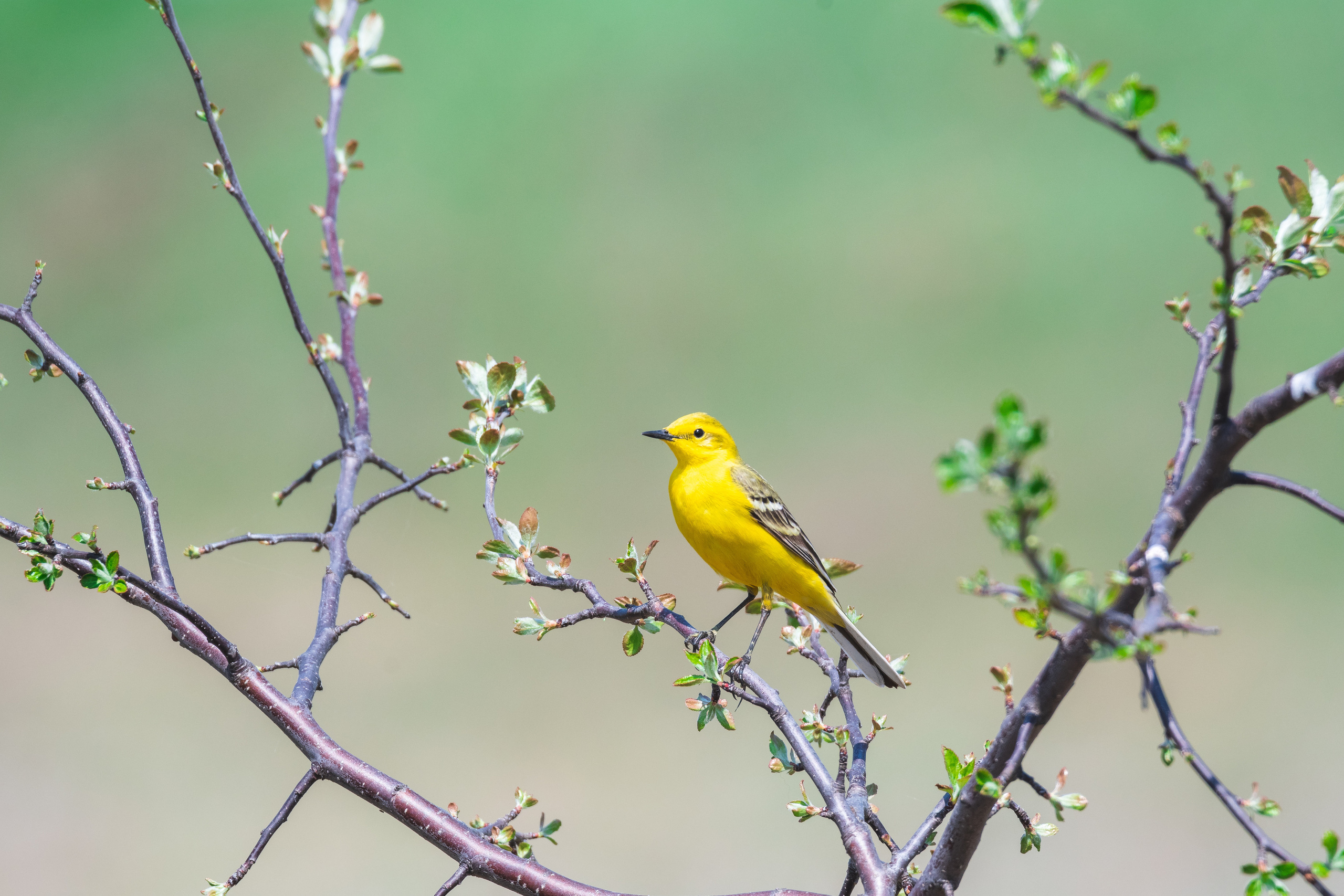 WildLife. Спортивный фотограф в Уфе Евгений Буров