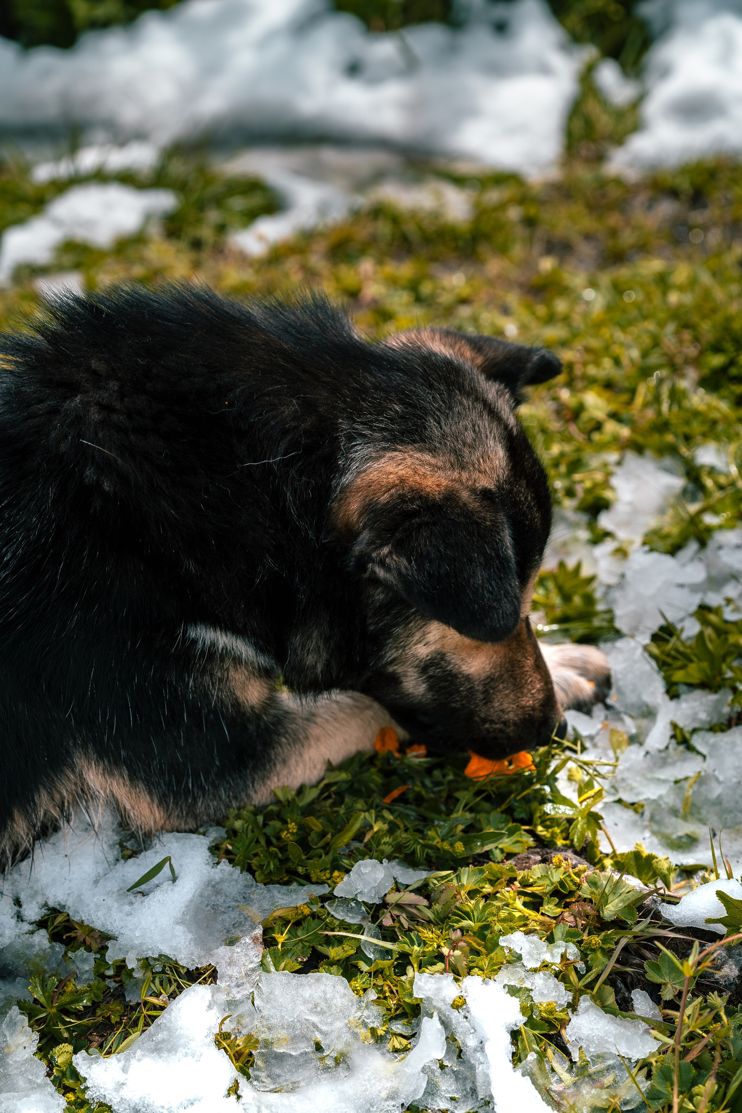 Алтай. Оператор и Фотограф в Санкт-Петербурге и Москве