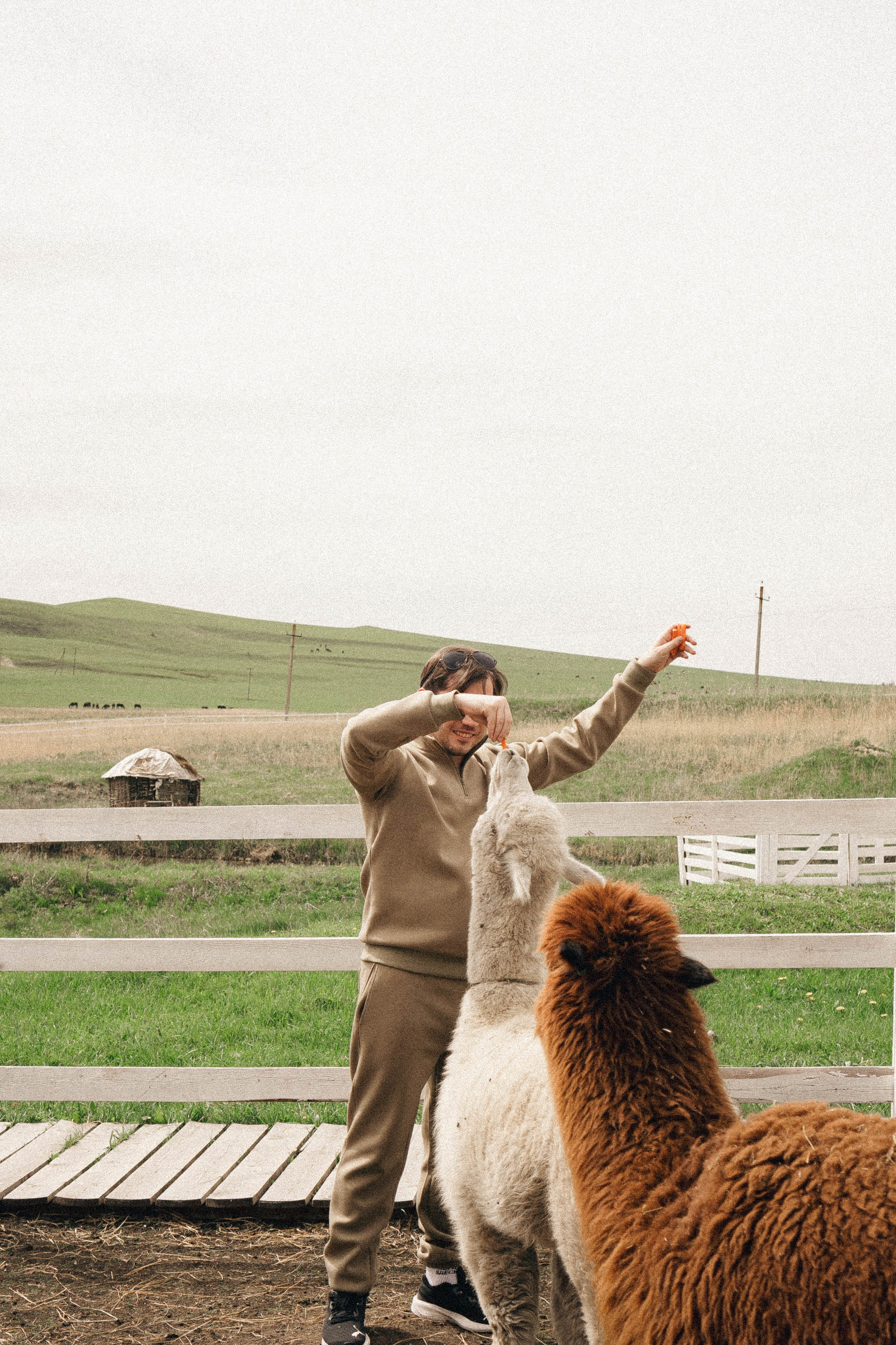 Ферма Альпак. Профессиональный фотограф, Санкт-Петербург — Виктория Богомолова